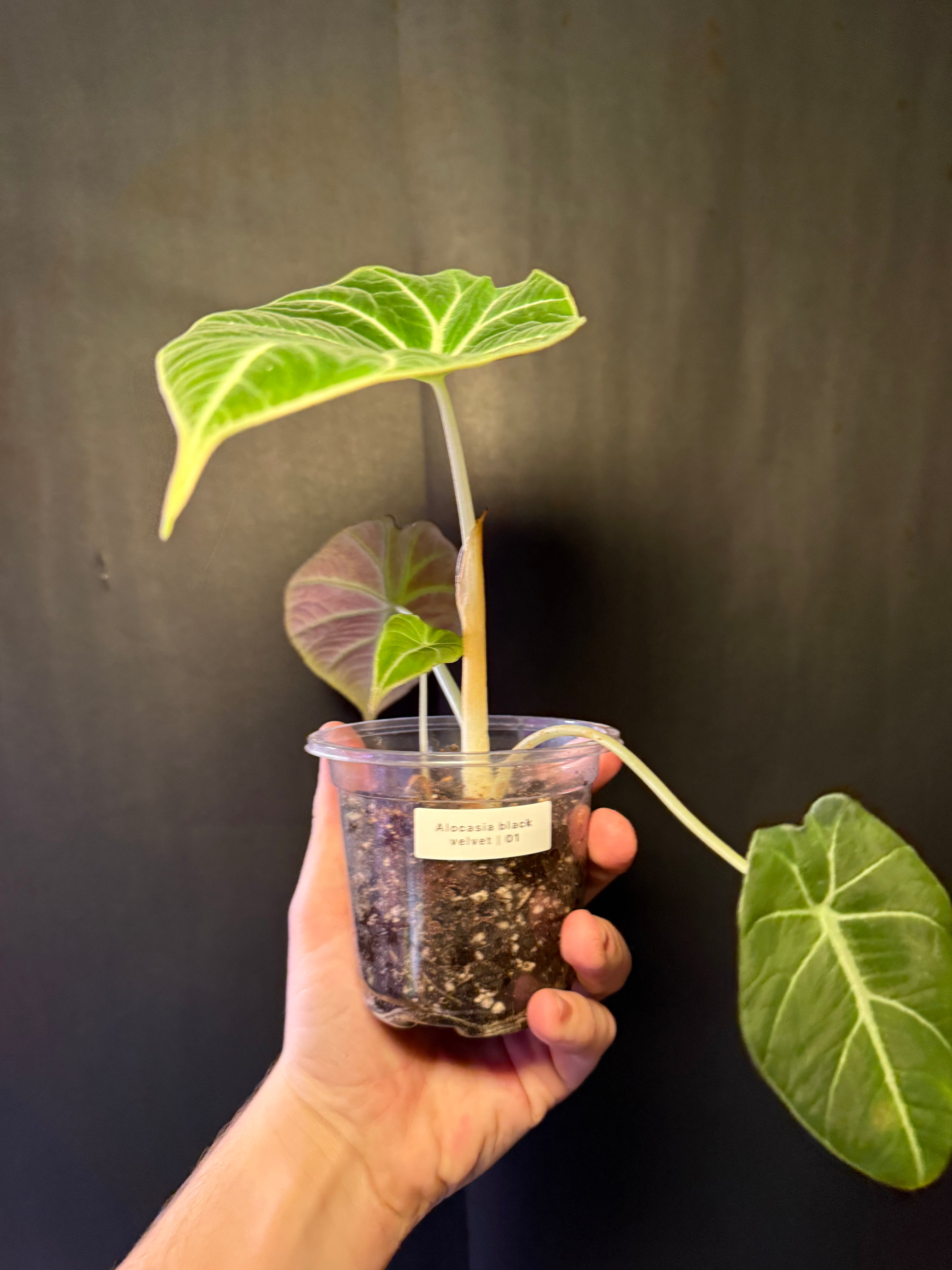 Alocasia black velvet