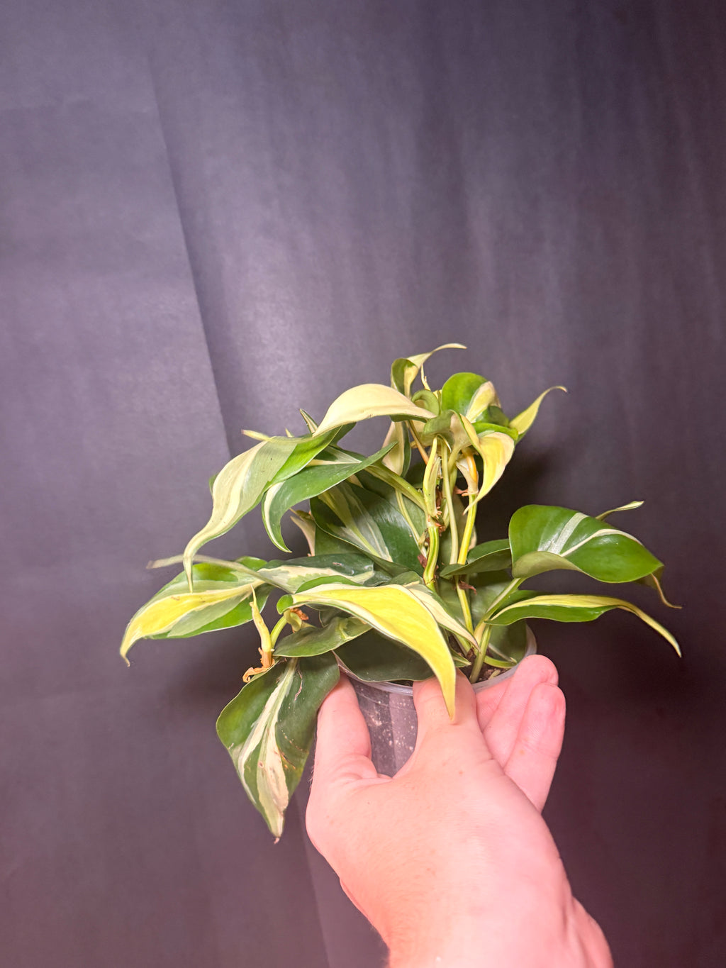 4" Philodendron 'silver Stripe'
