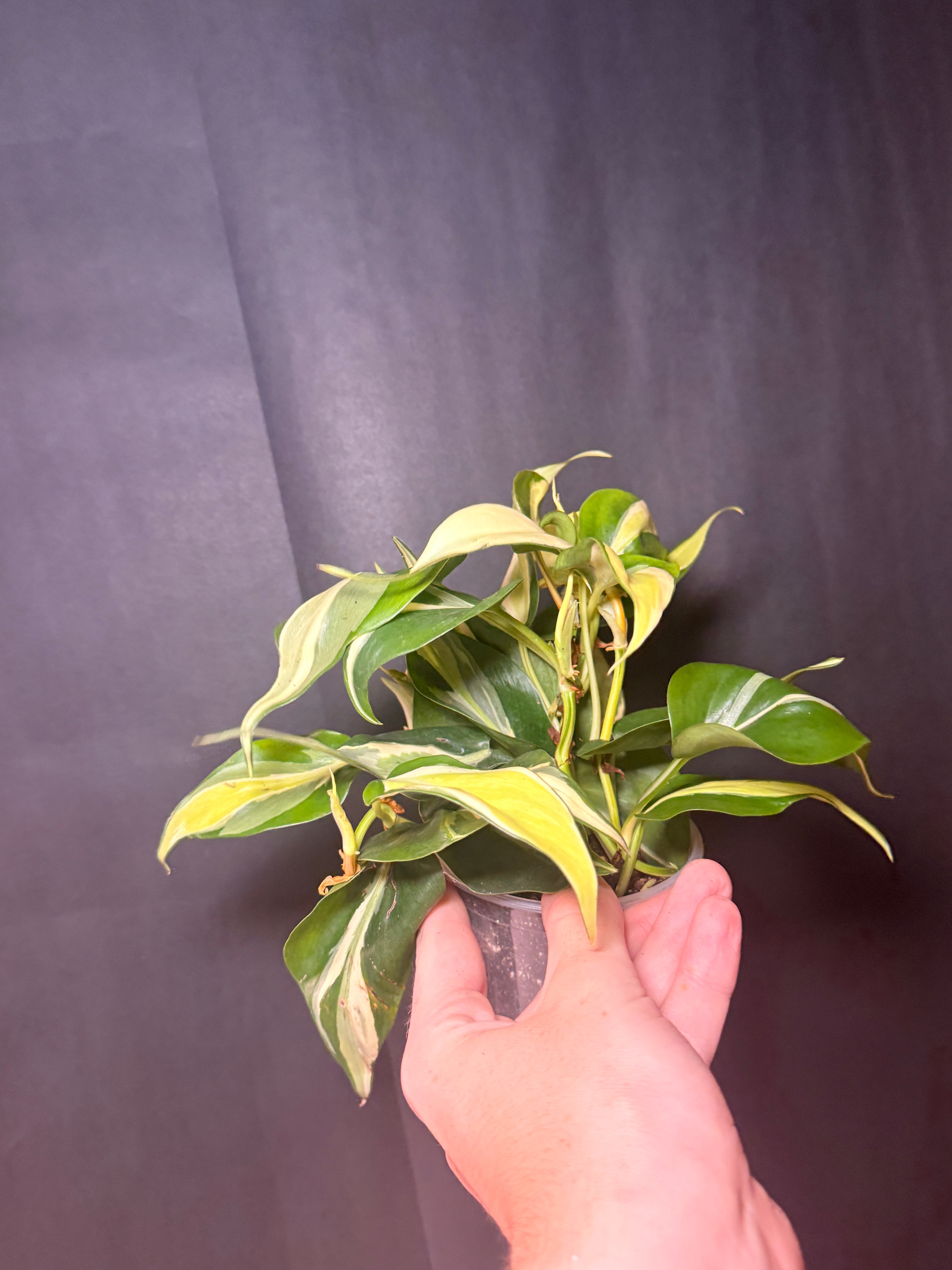 4" Philodendron 'silver Stripe'