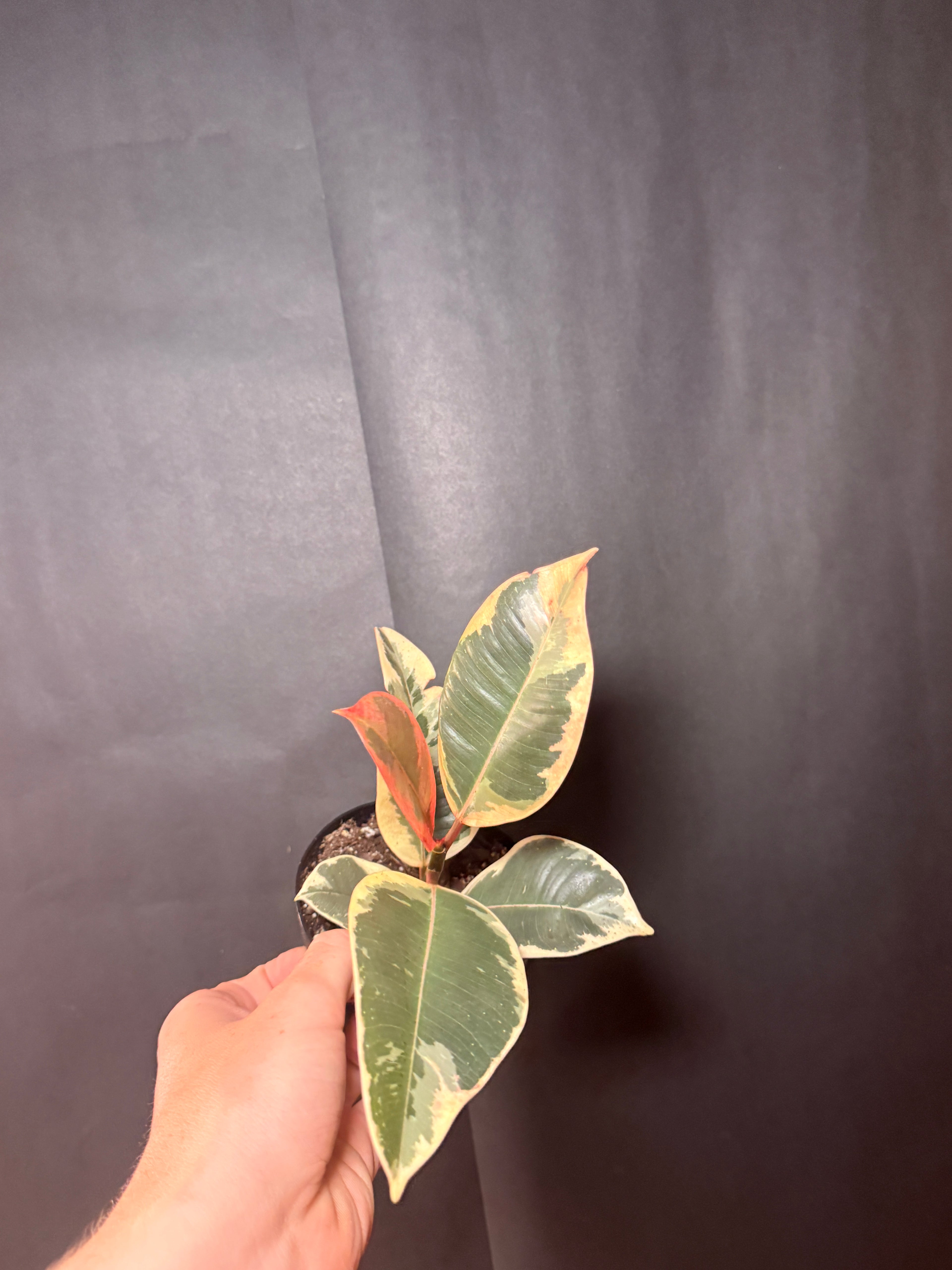 4” ficus tineke