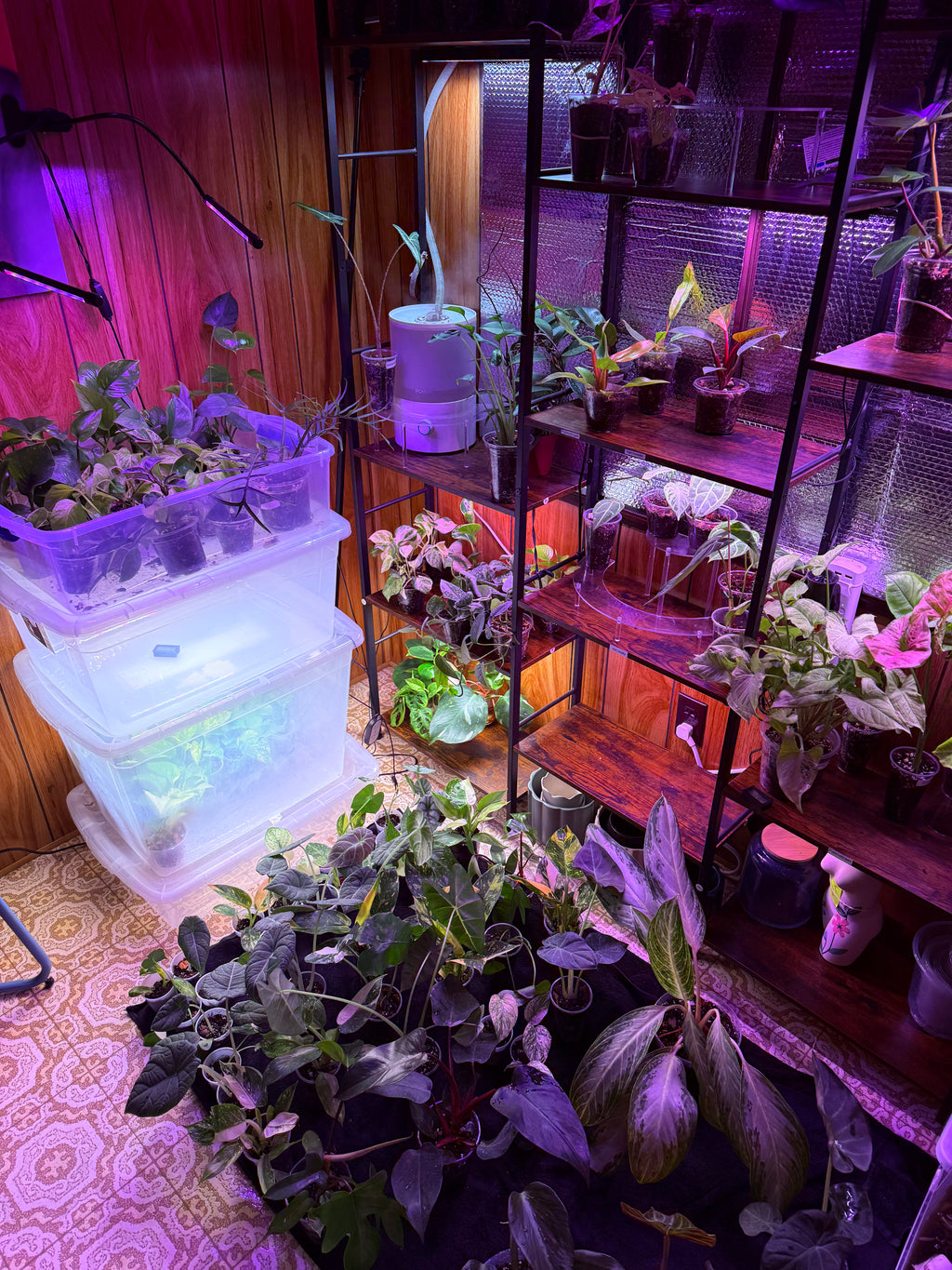 Jesse’s choice (PLANT MYSTERY)