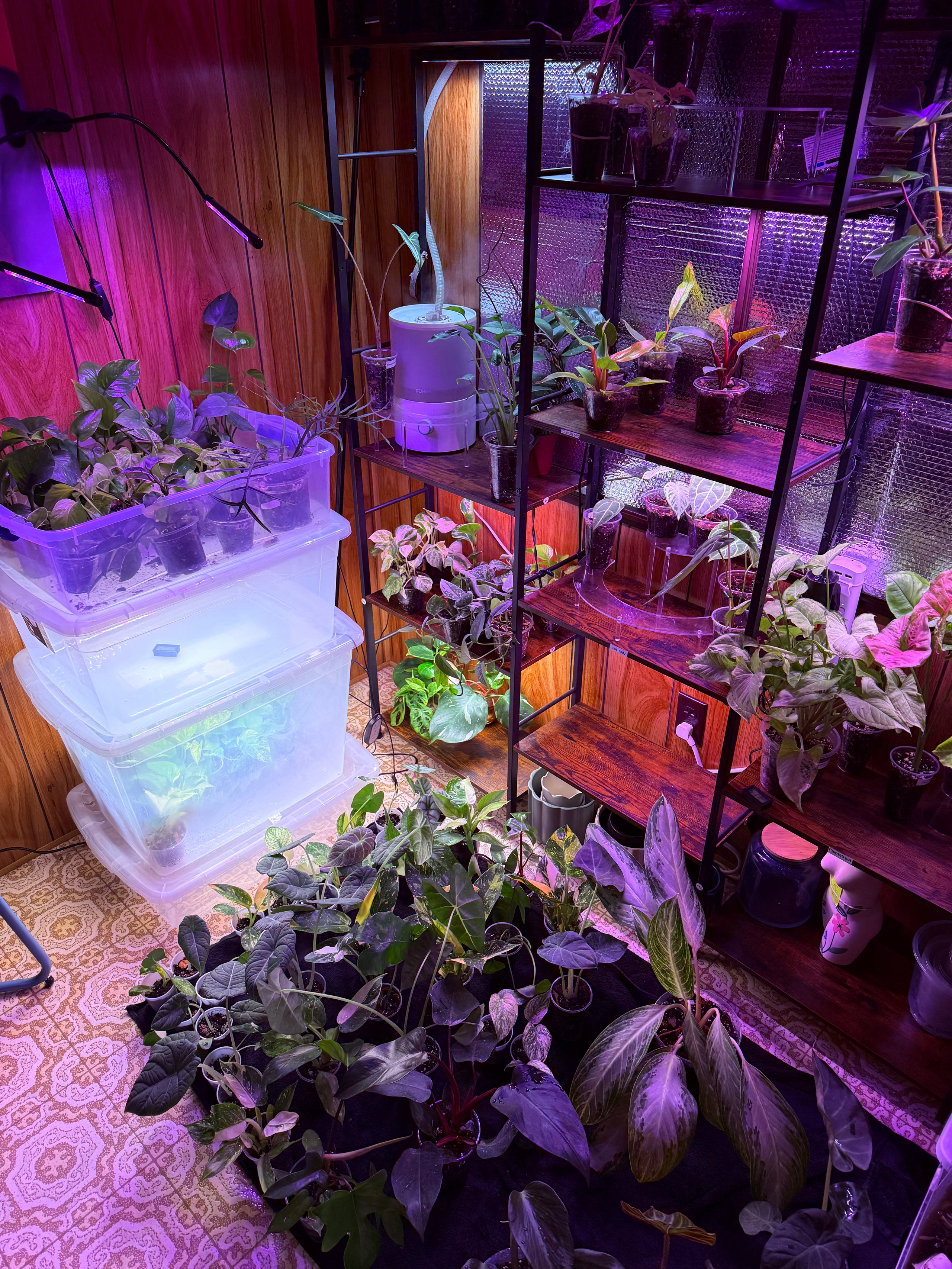 Jesse’s choice (PLANT MYSTERY)