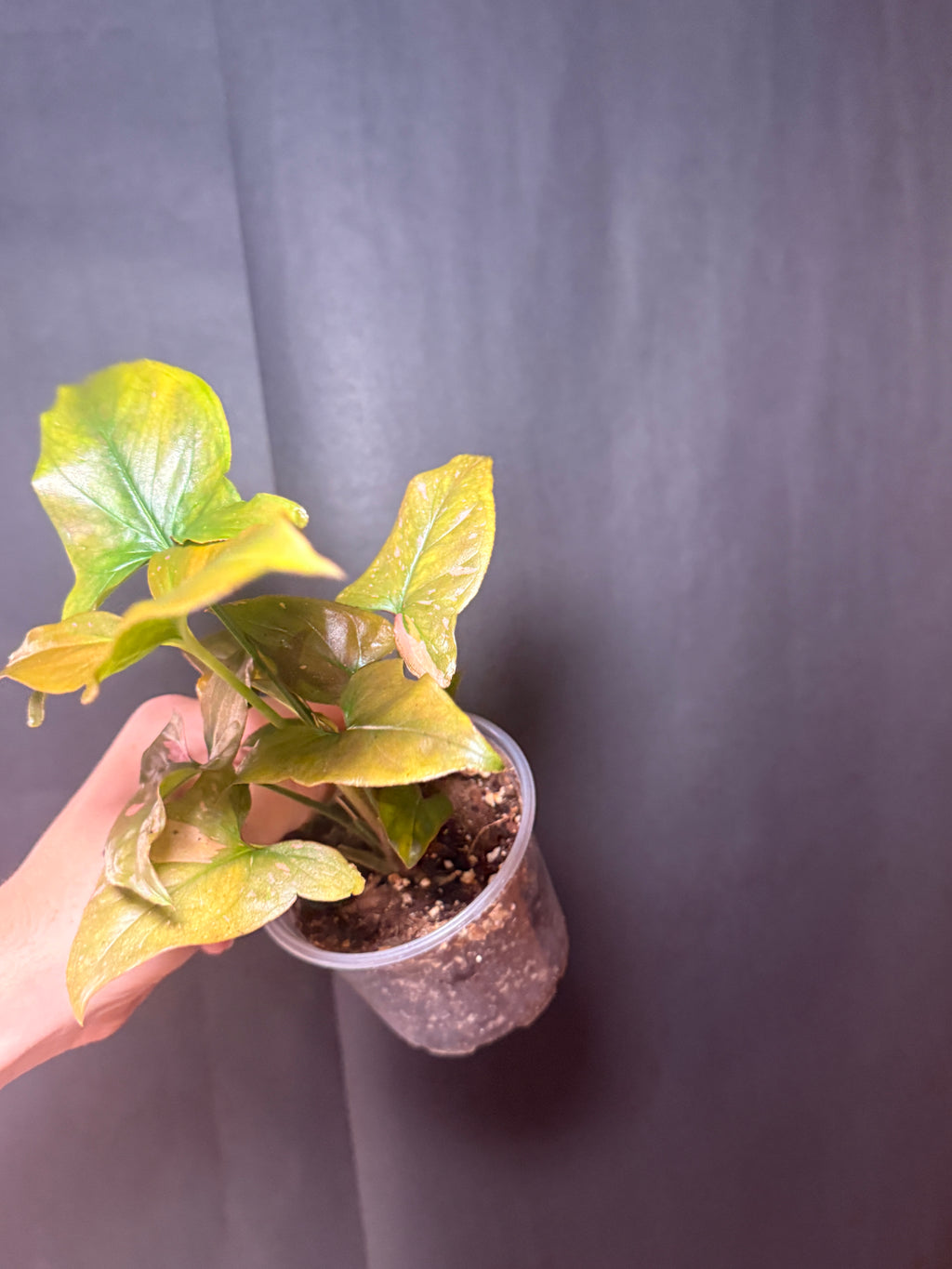 4" Syngonium 'pink Splash'