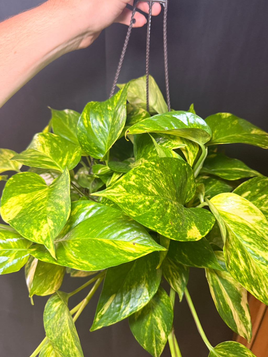 8” Golden Pothos HB