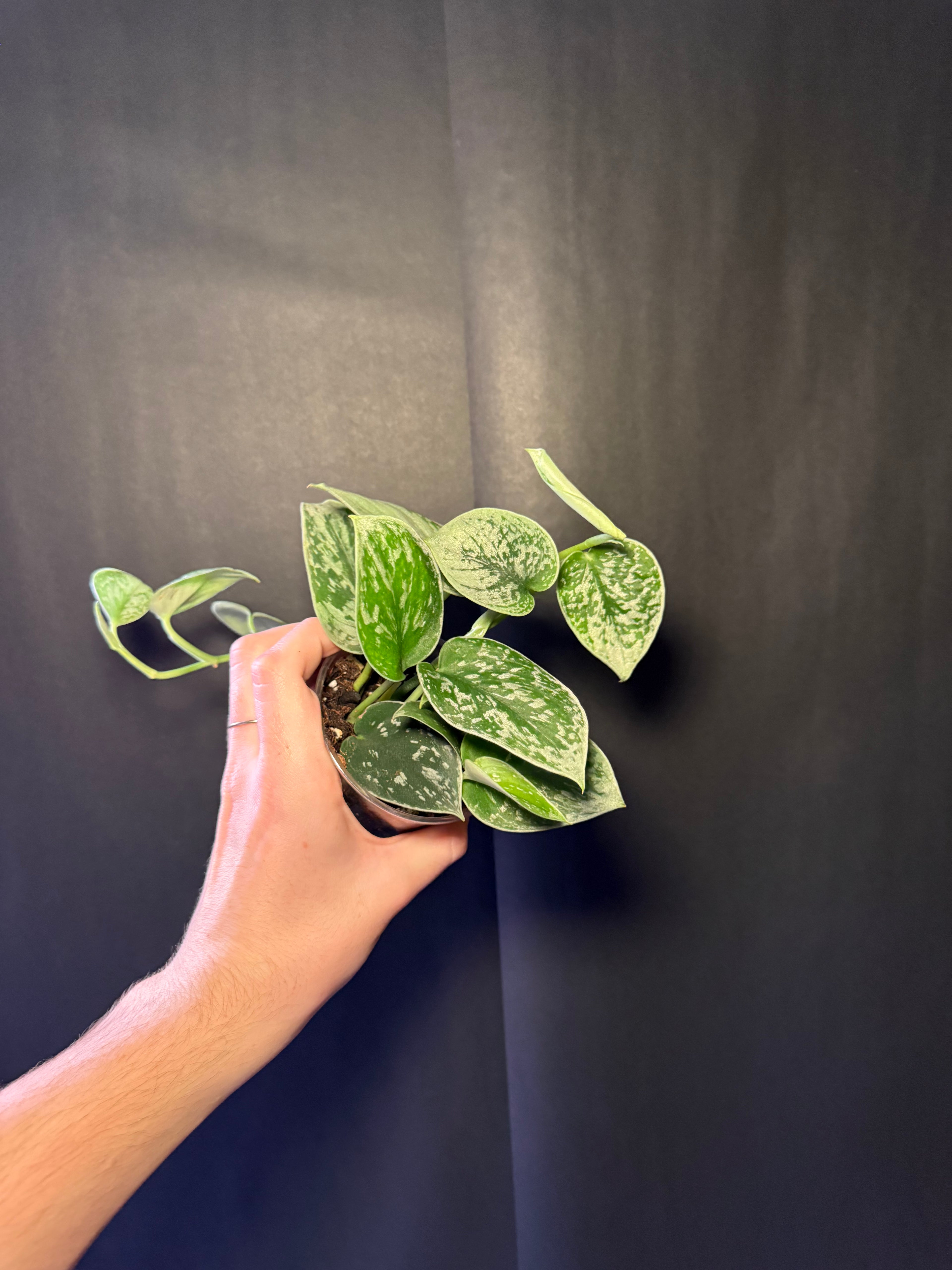 Scindapsus pictus starter