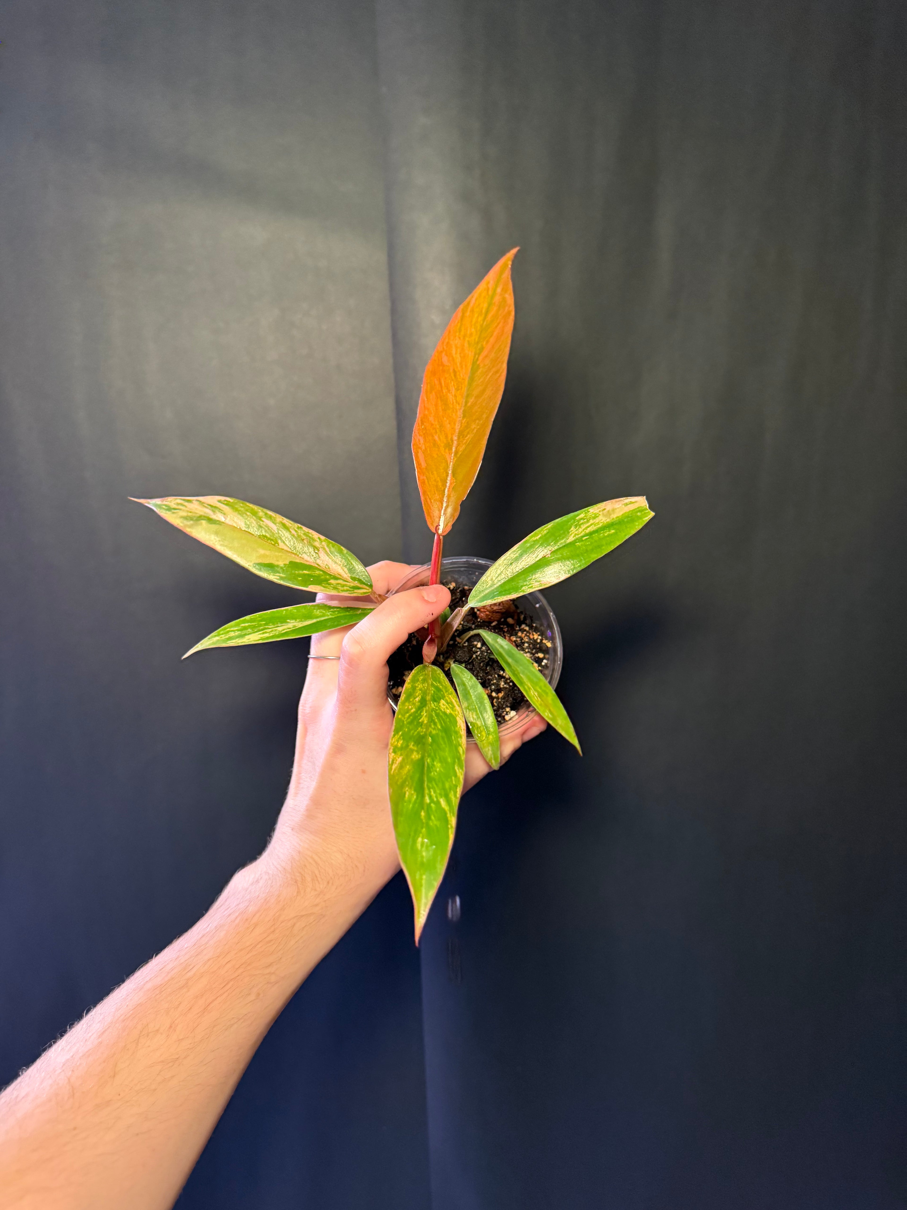 Philodendron caramel marble 01