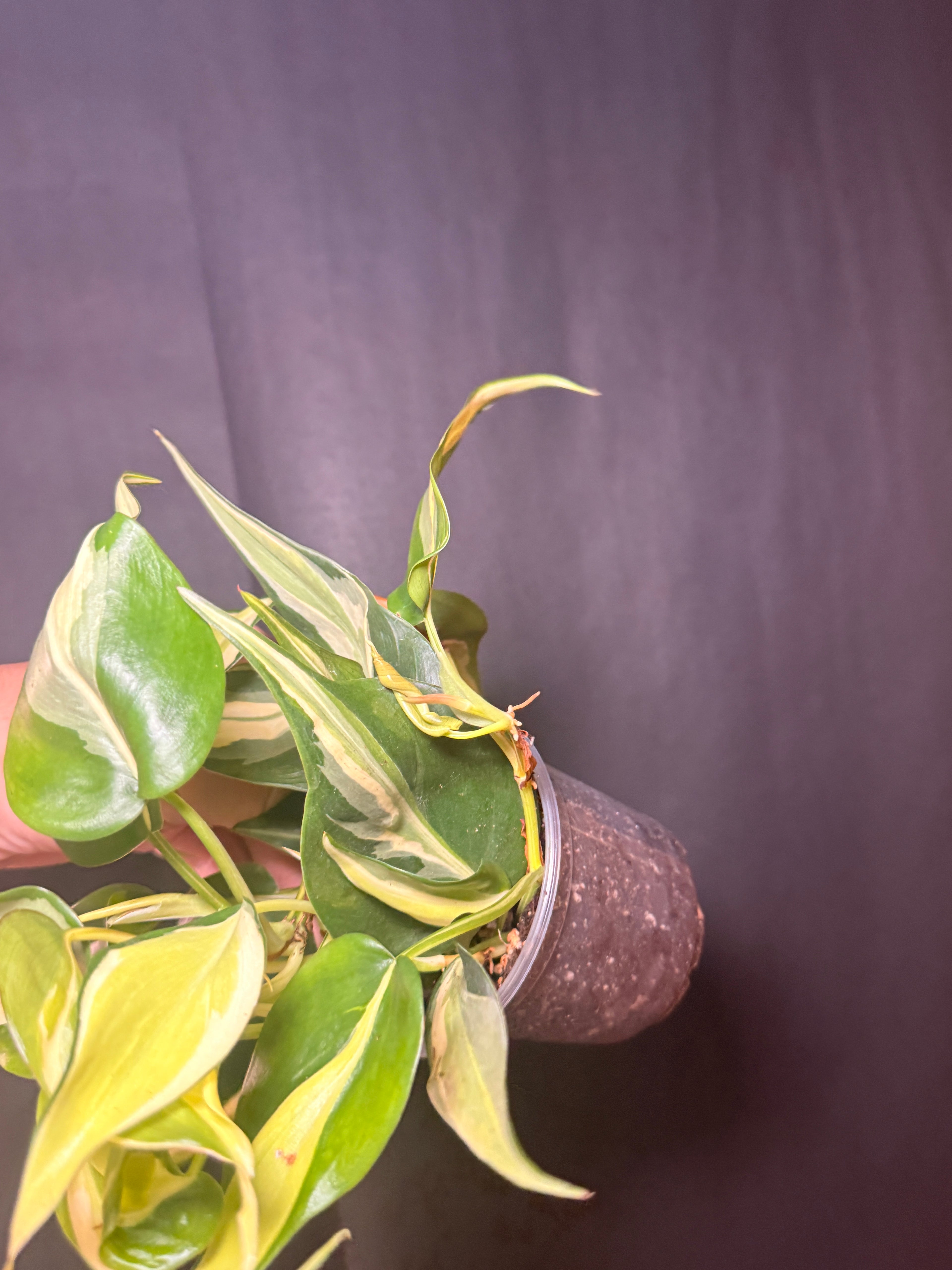 4" Philodendron 'silver Stripe'