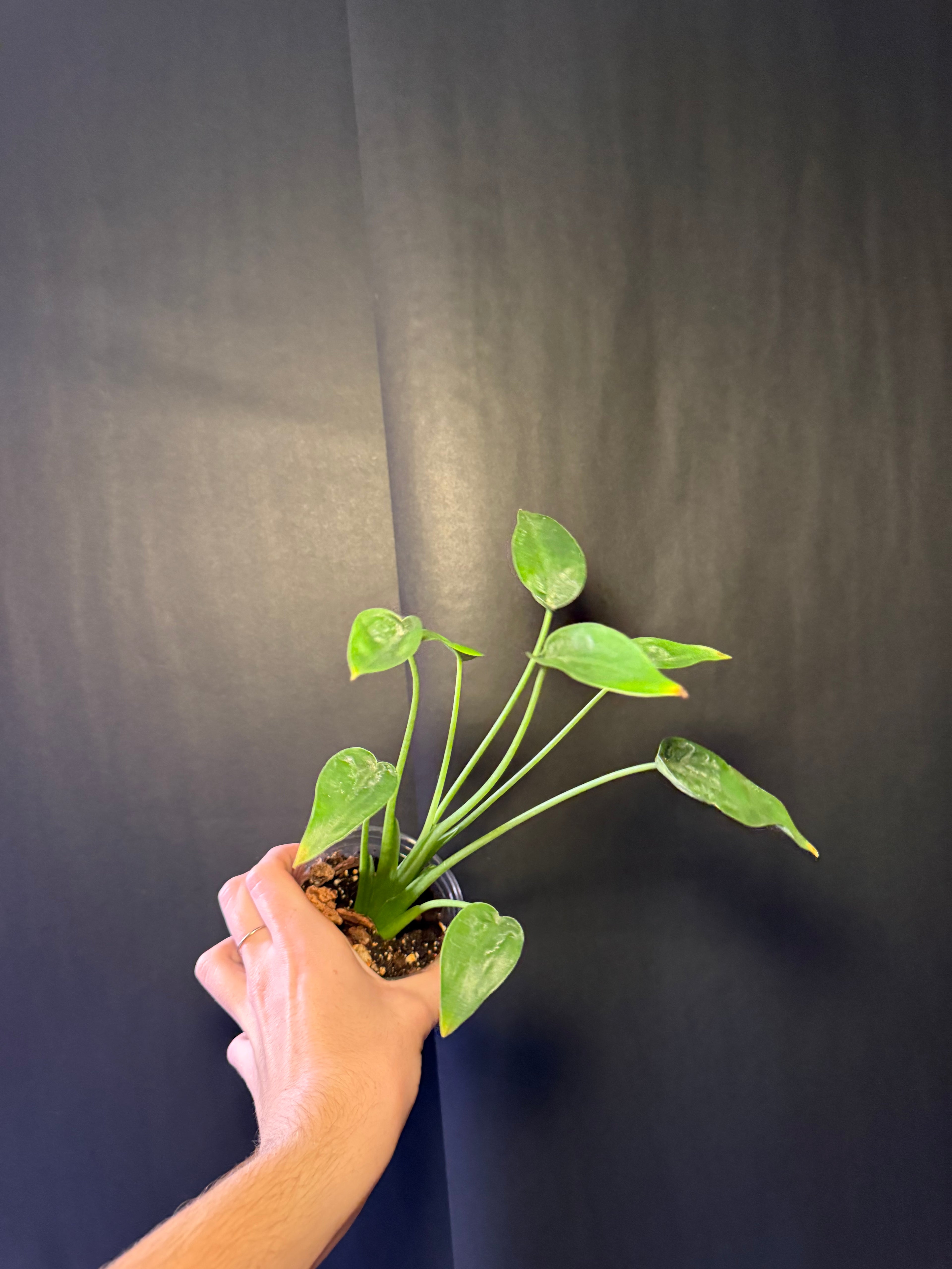 Alocasia tiny dancer