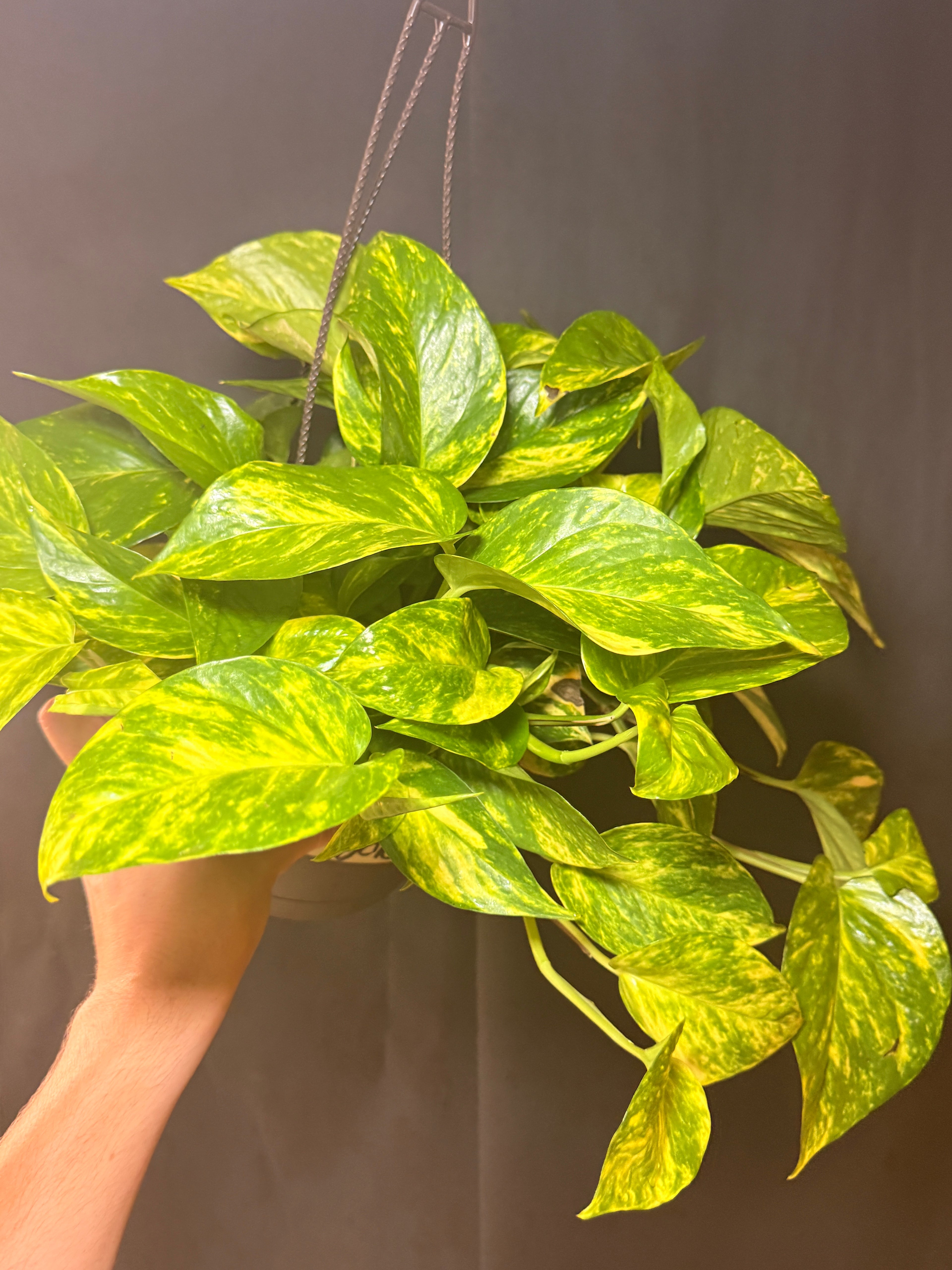 8” Golden Pothos HB