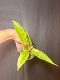 4” philodendron ring of fire