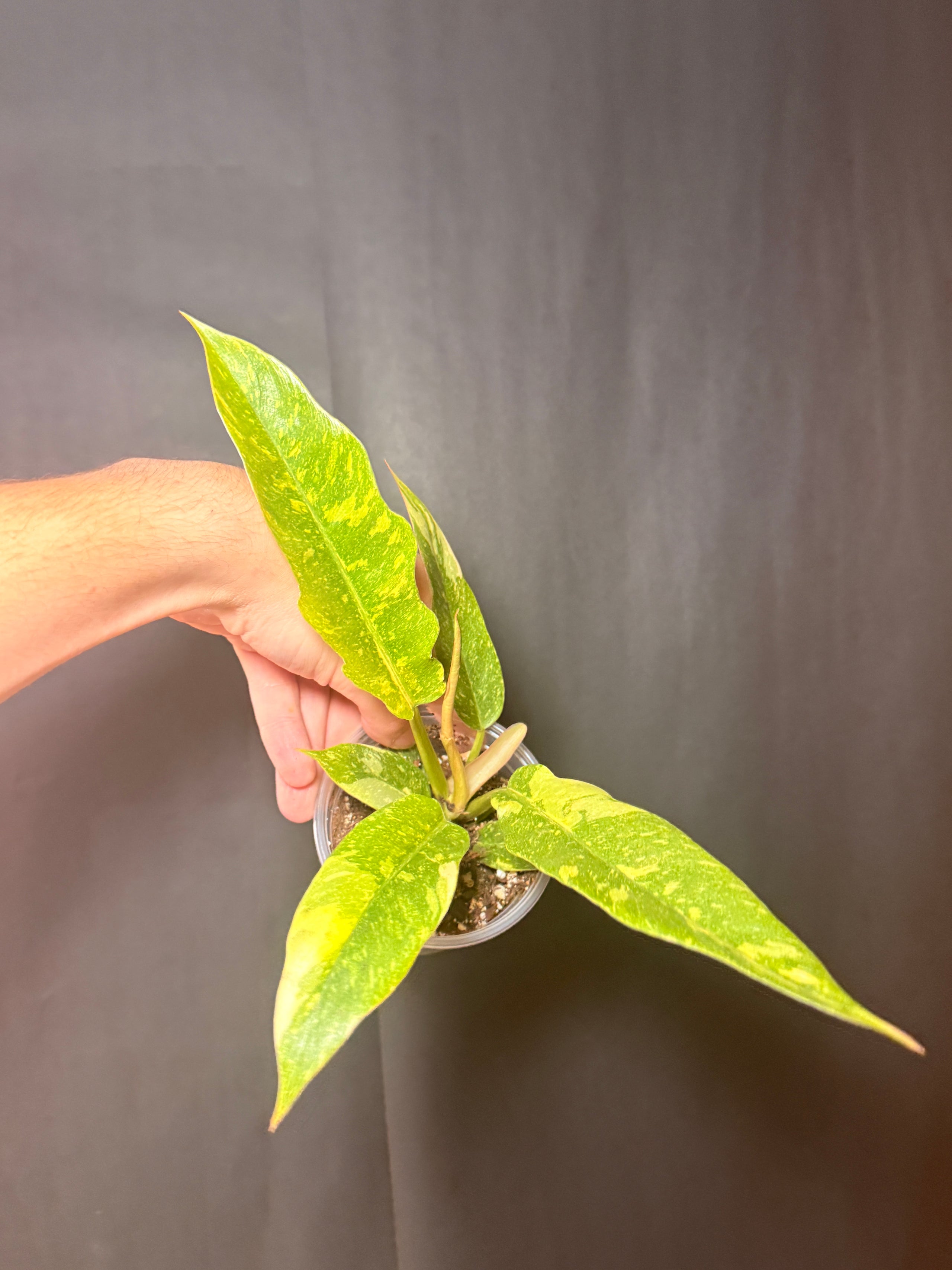 4” philodendron ring of fire