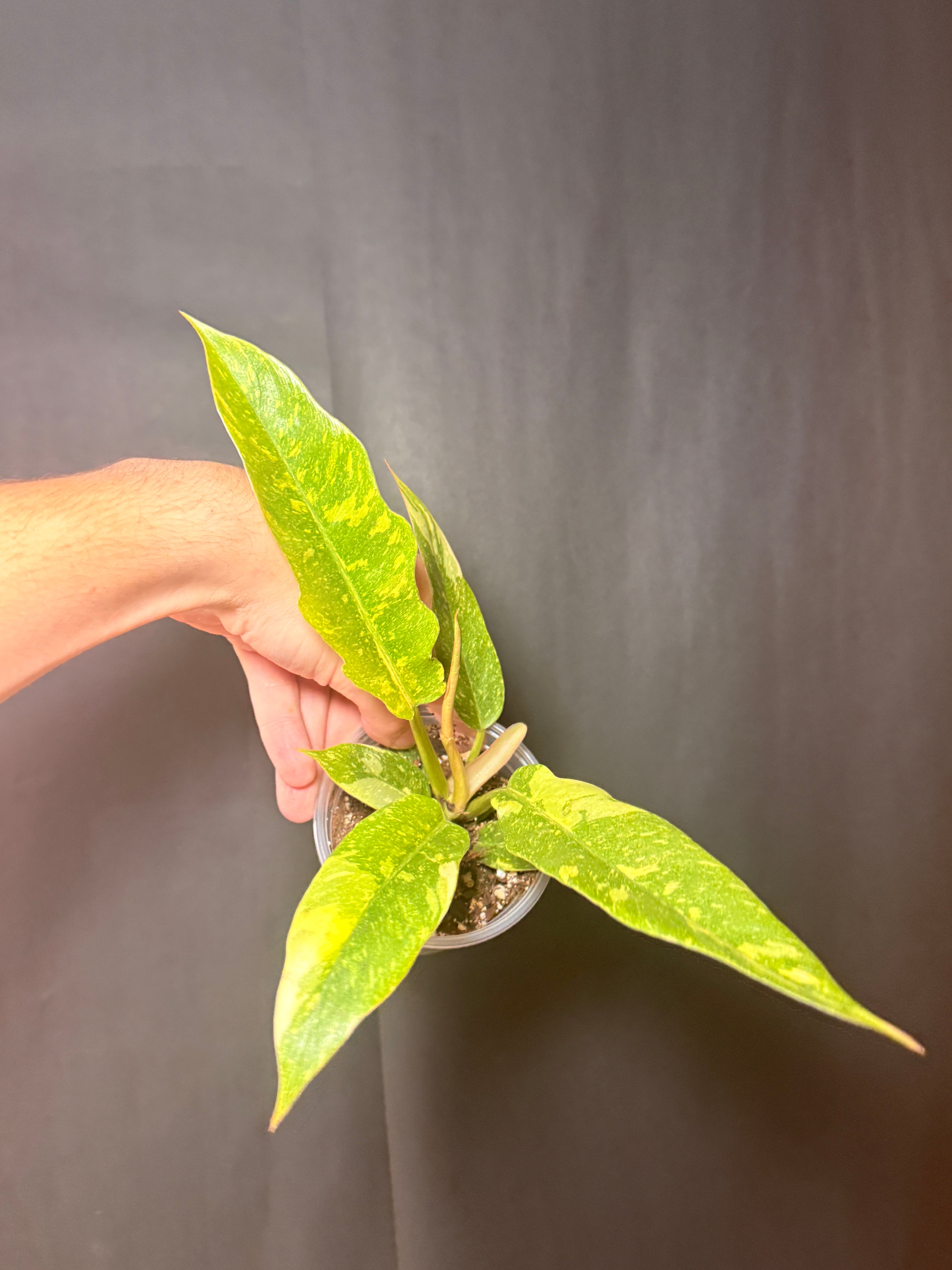 4” philodendron ring of fire