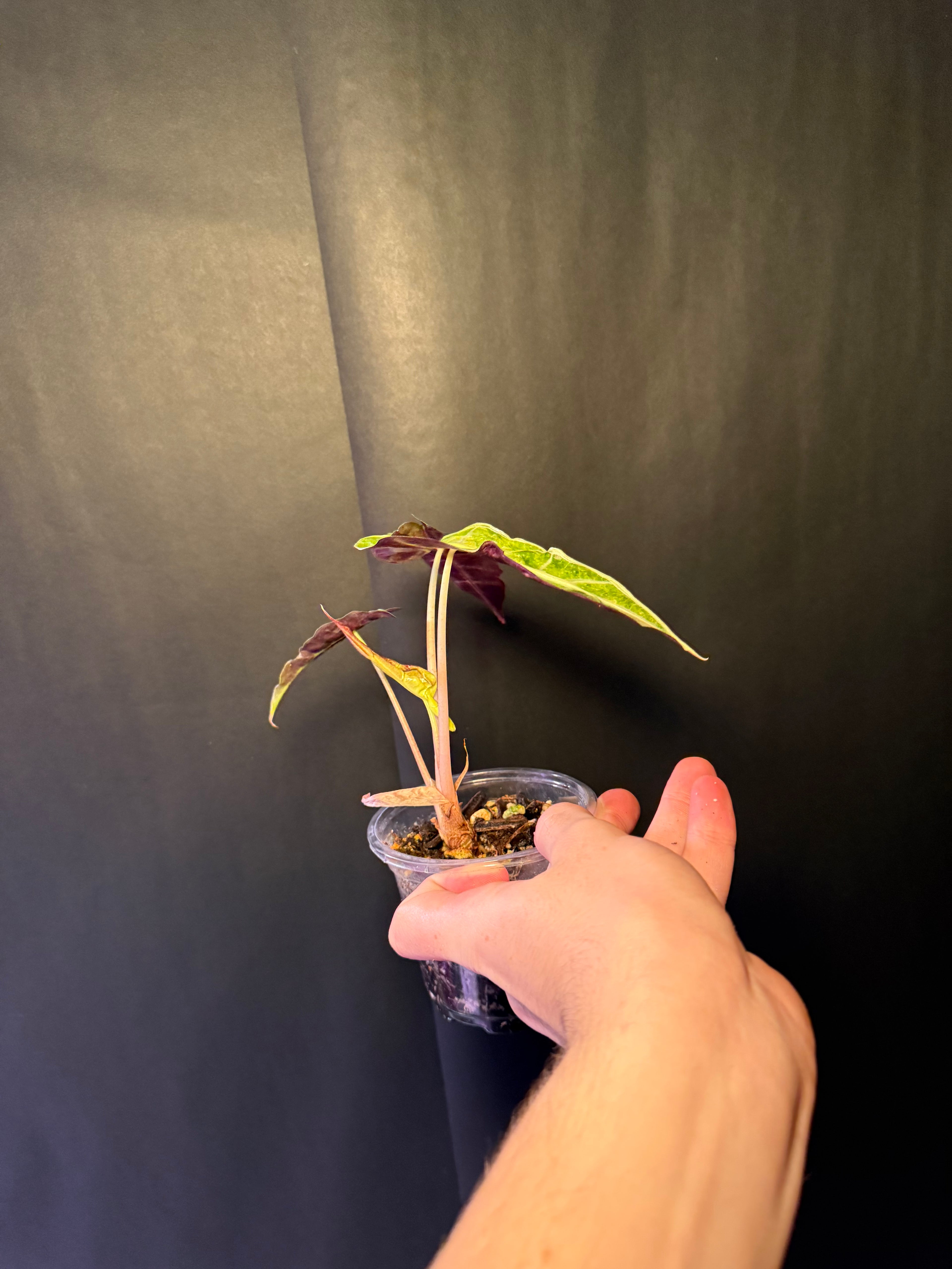 Alocasia Polly aurea