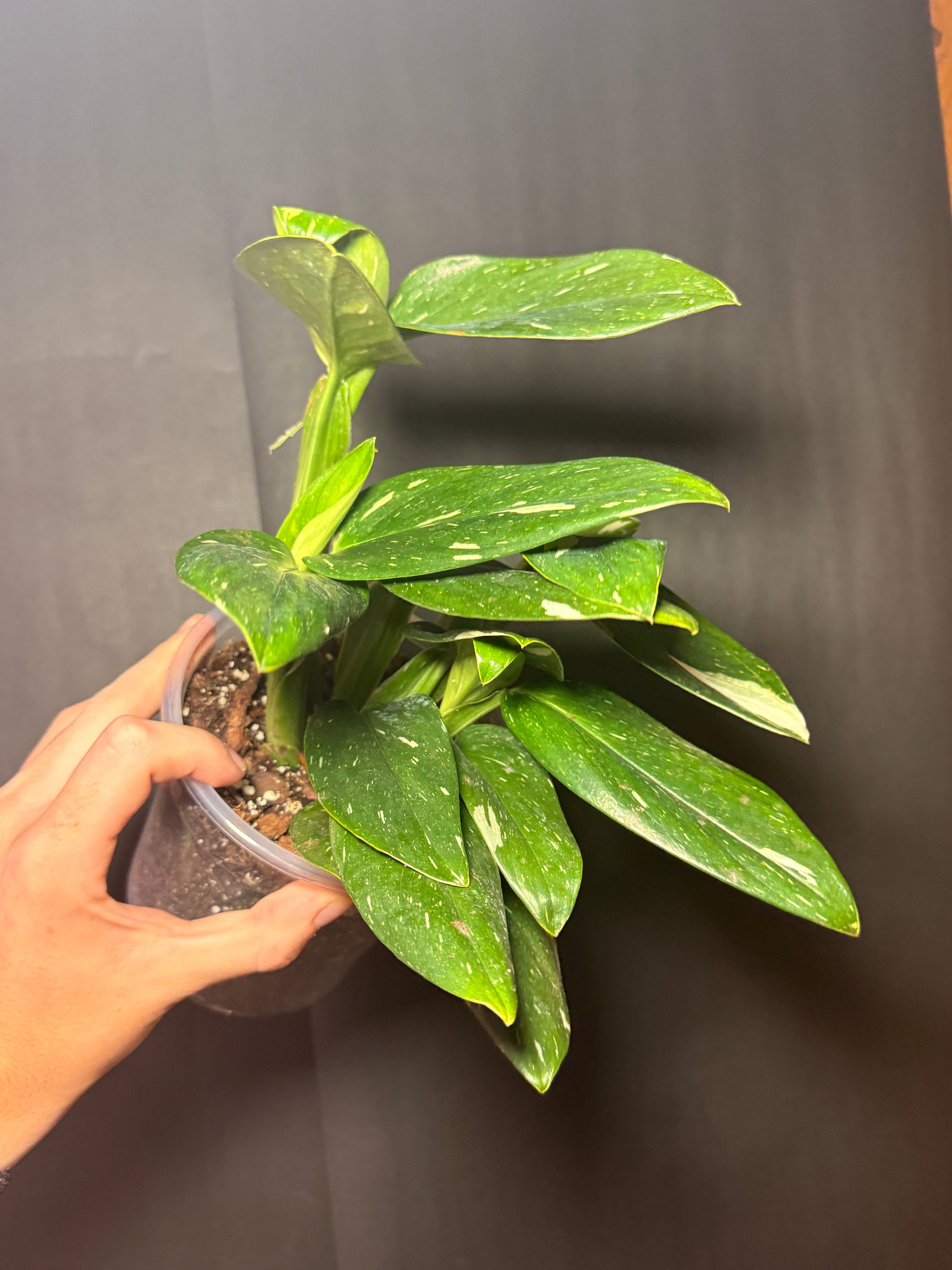6” Monstera Cobra