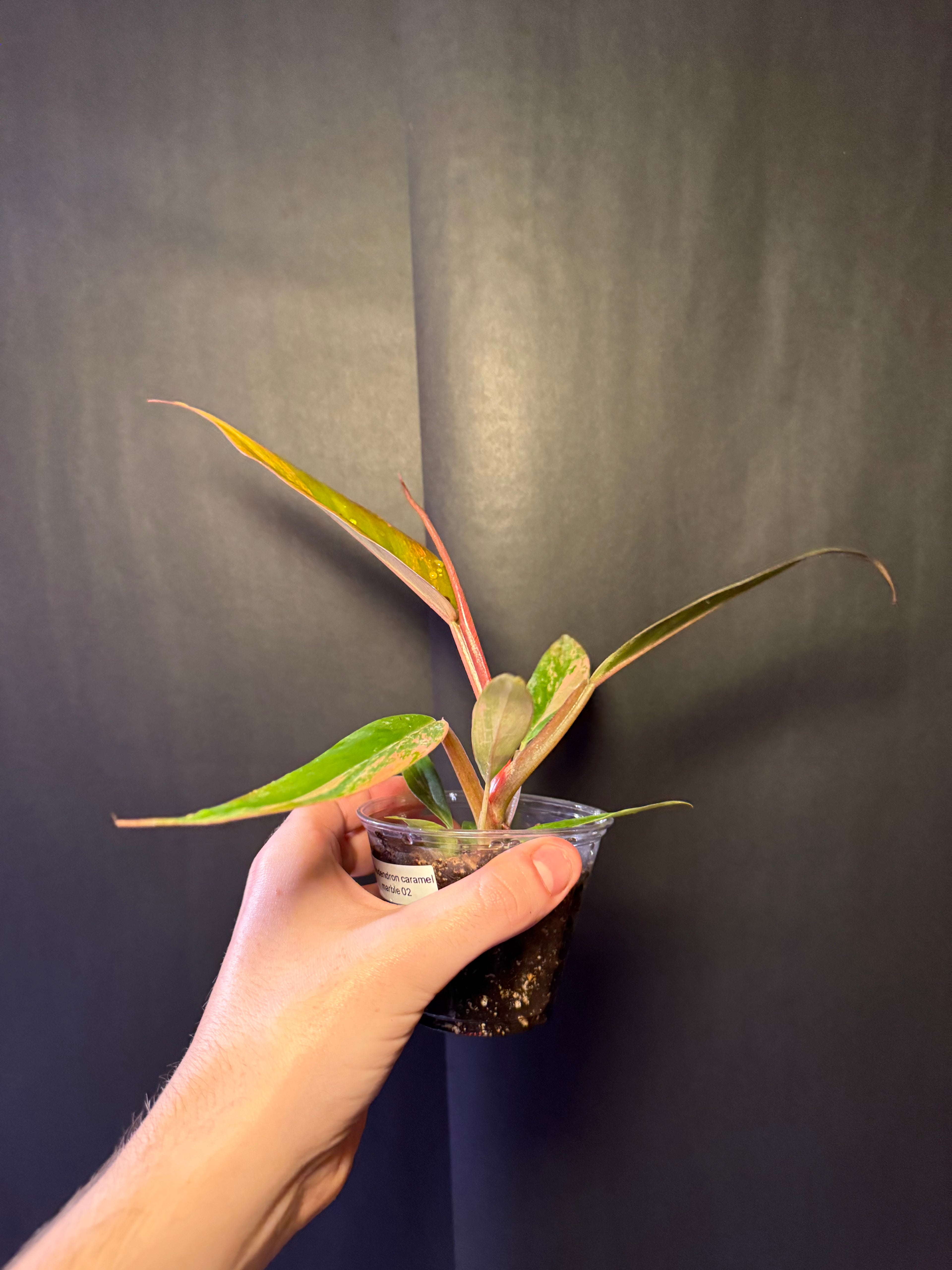 Philodendron caramel marble 02