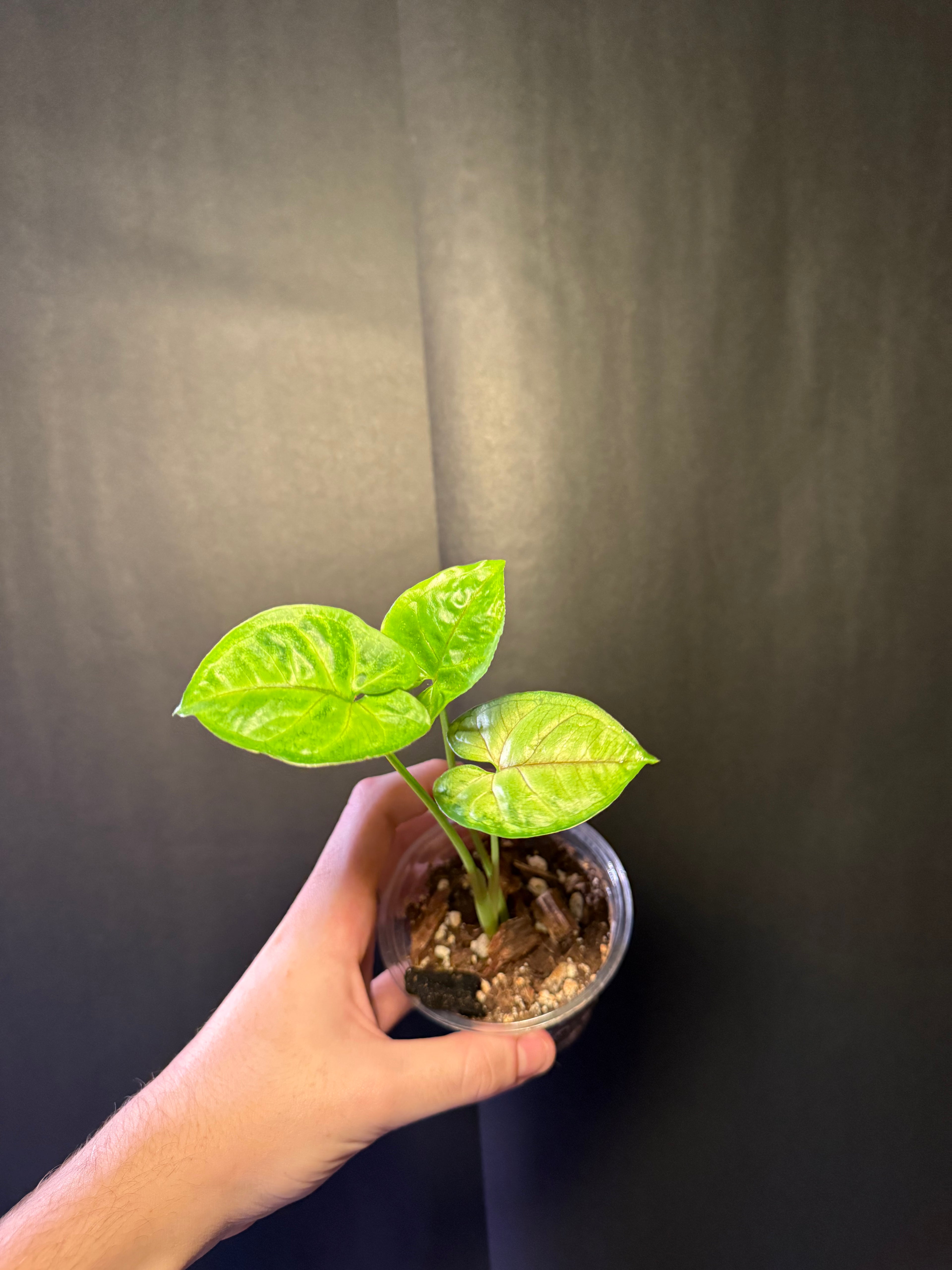 Syngonium pink allusion