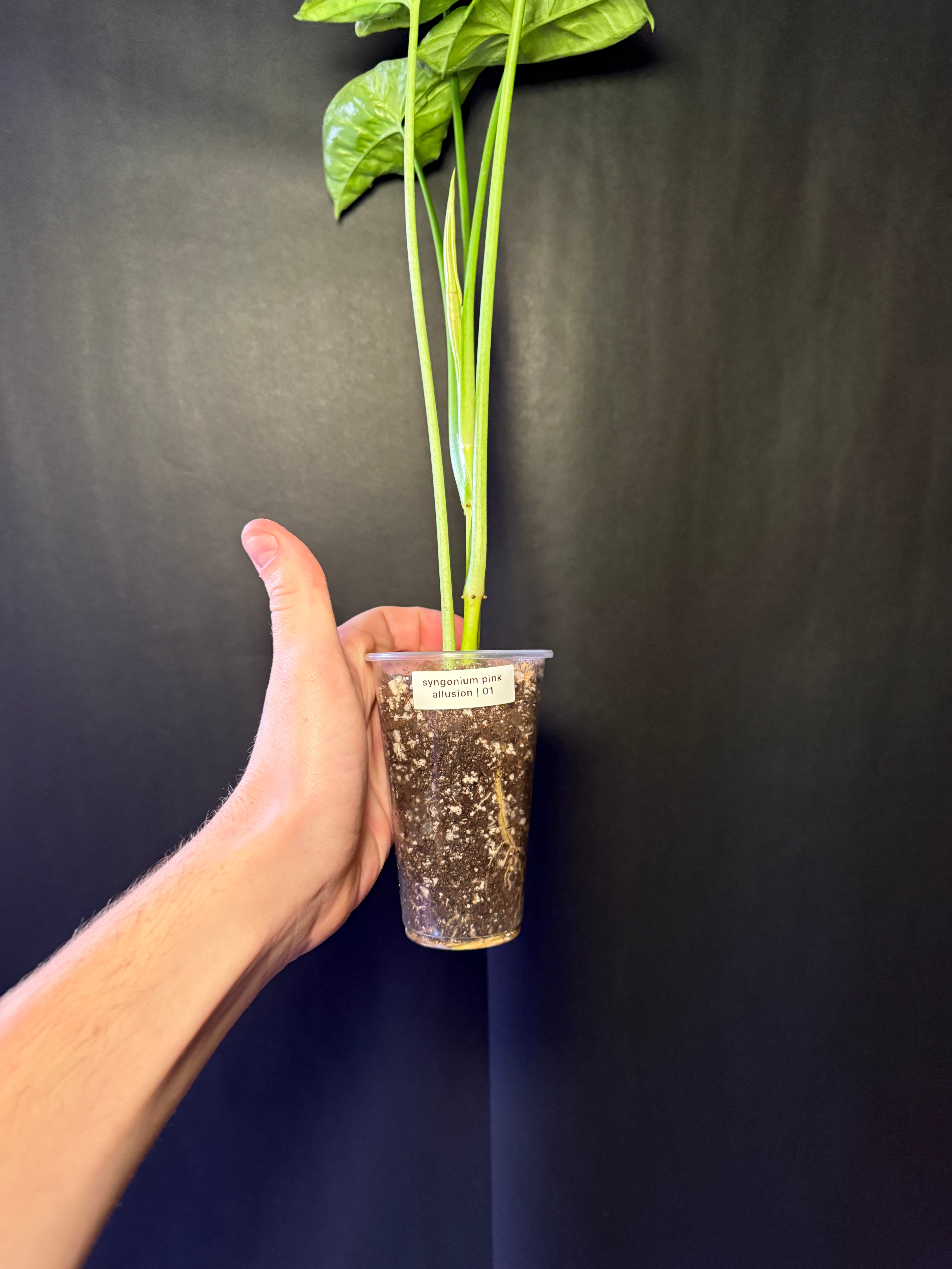 Syngonium pink allusion