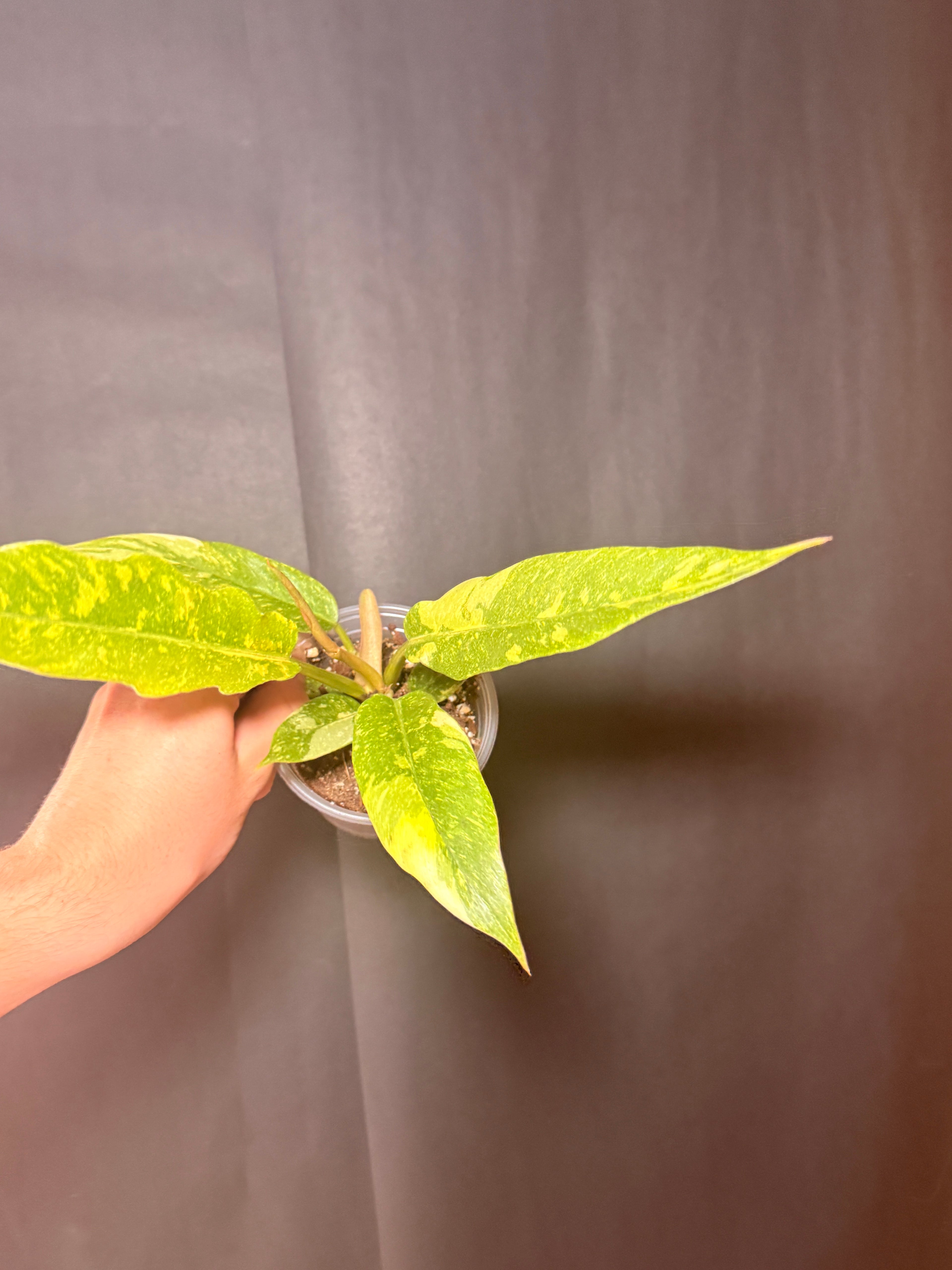 4” philodendron ring of fire