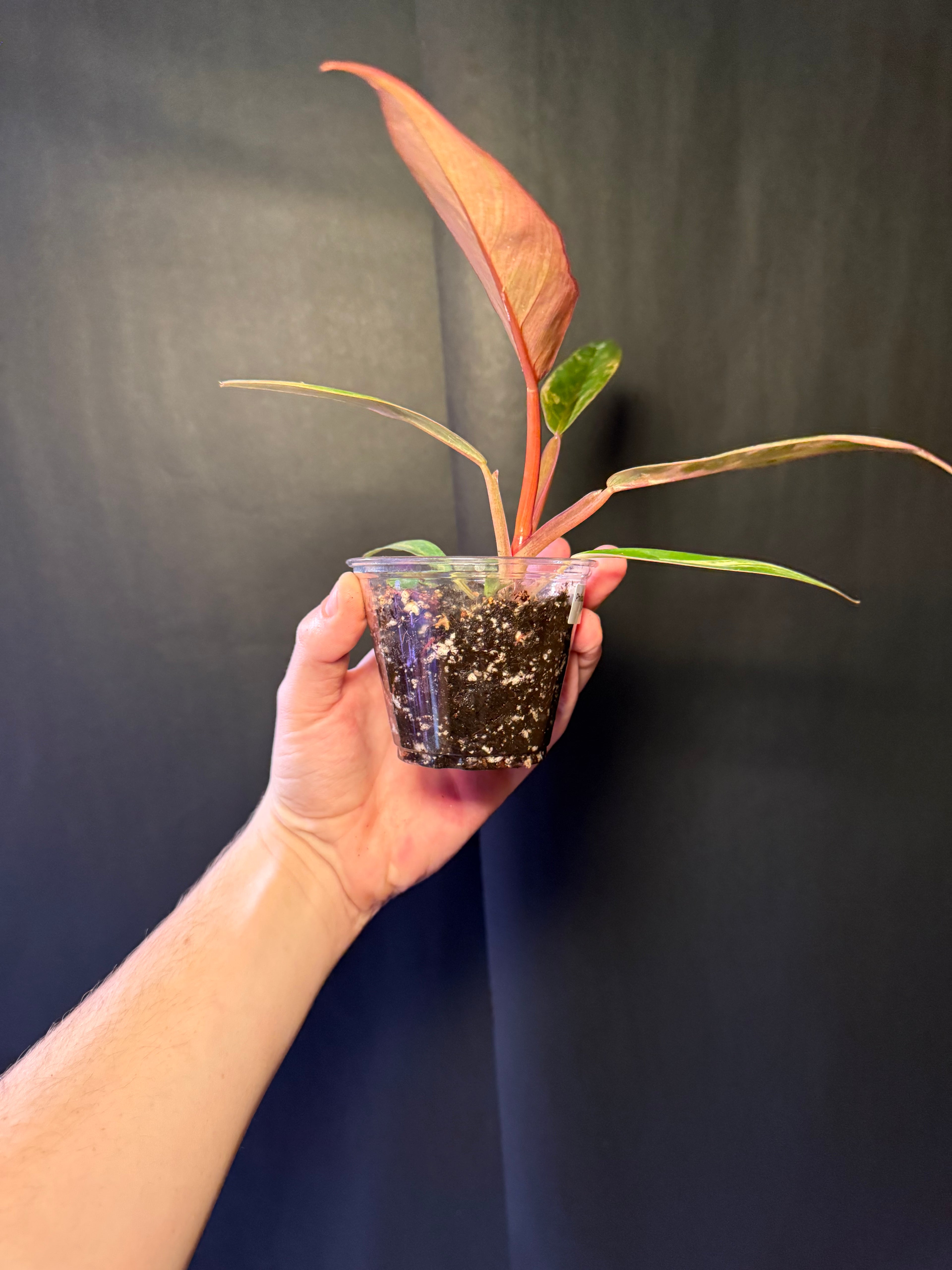 Philodendron caramel marble 01