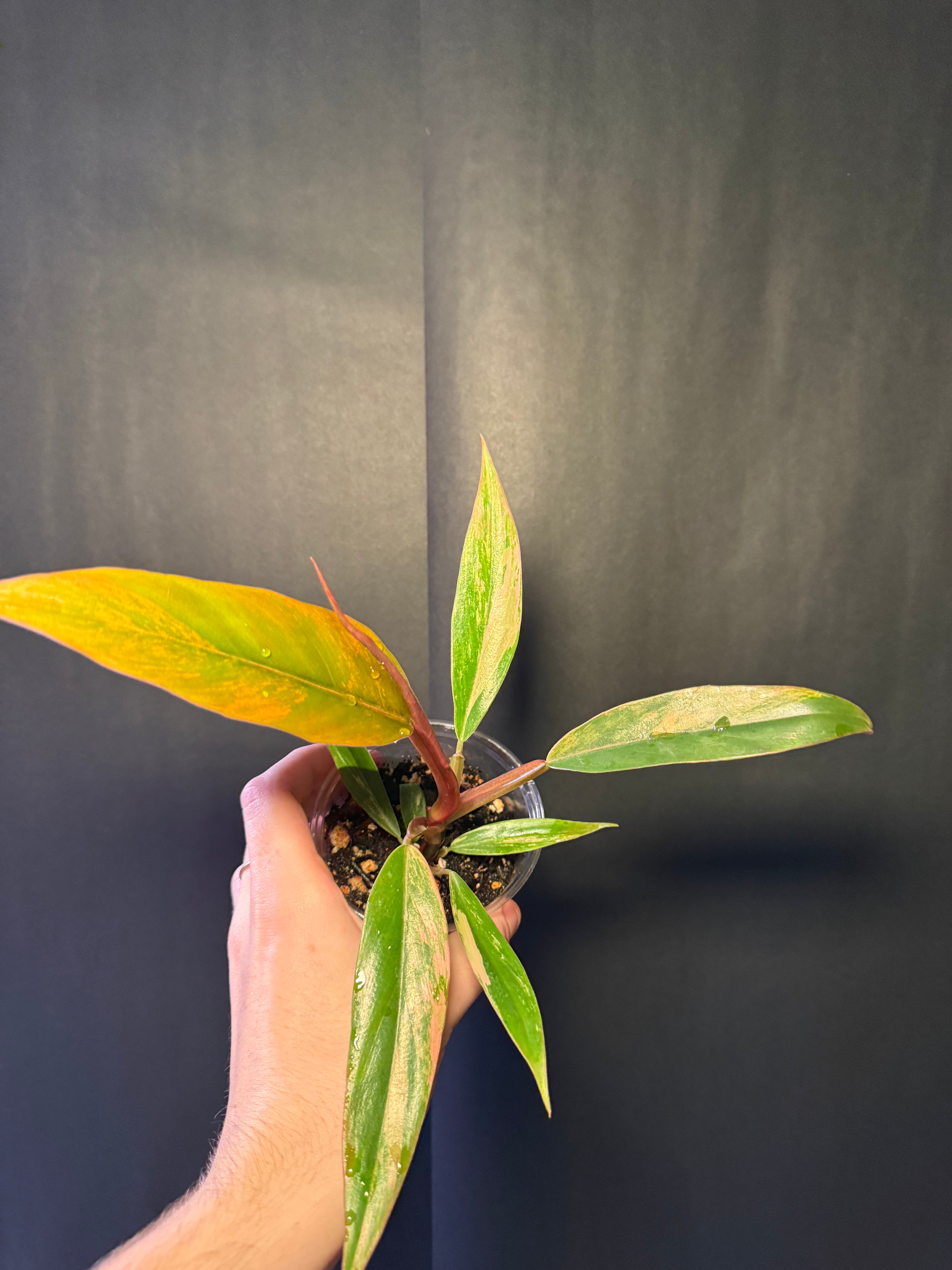 Philodendron caramel marble 02