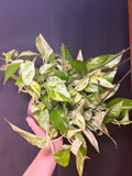 8” Marble queen pothos HB