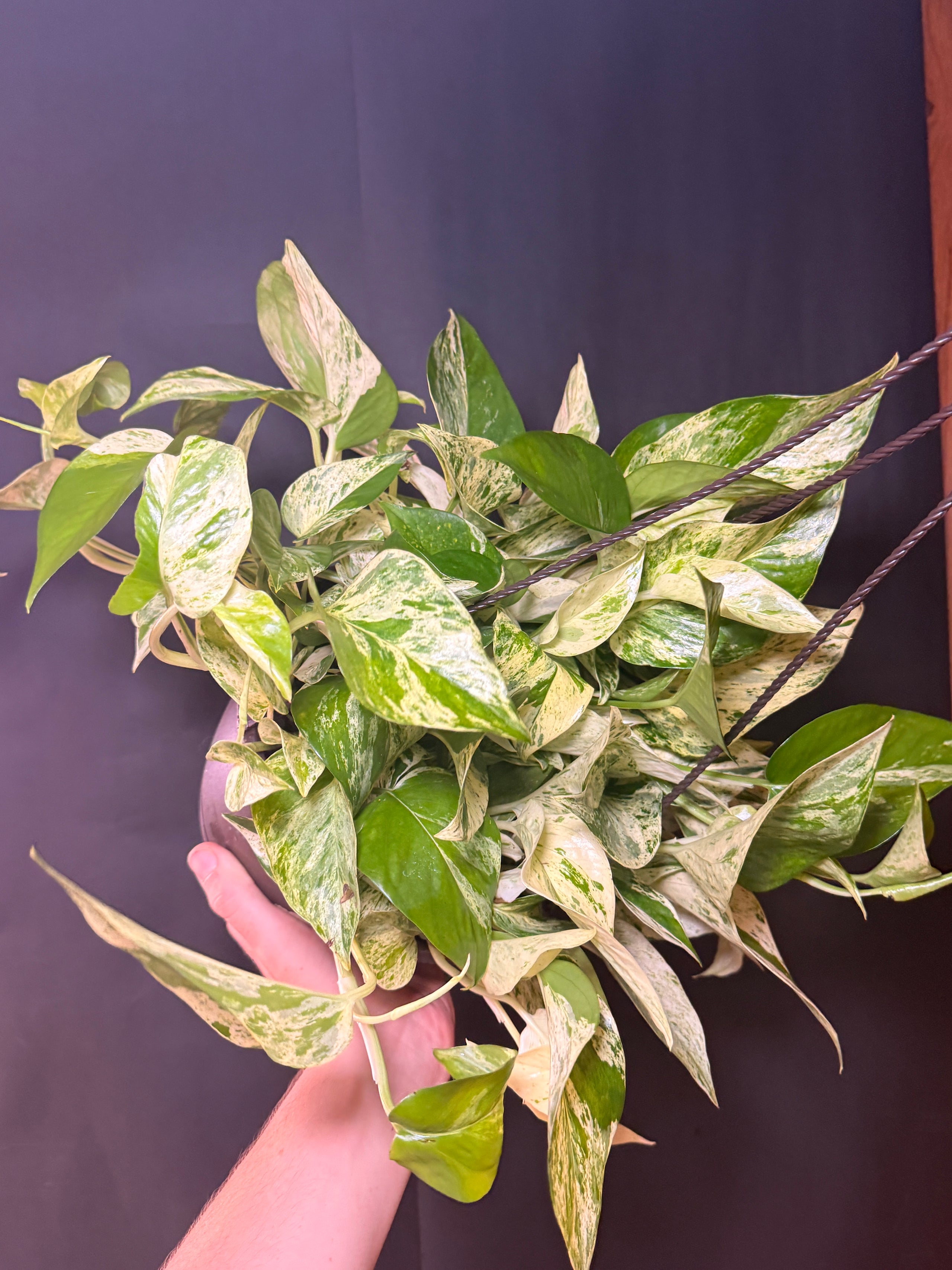 8” Marble queen pothos HB