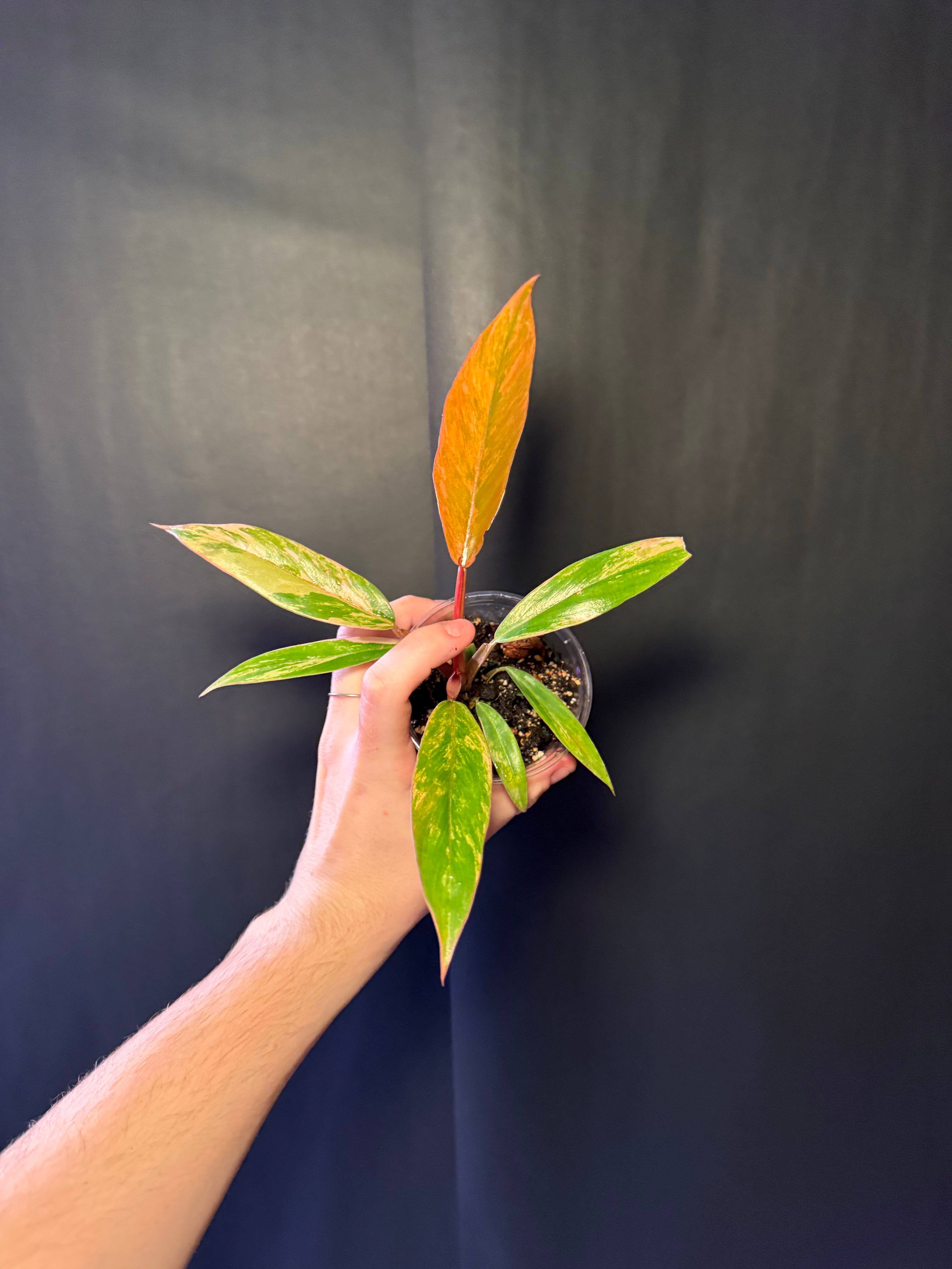 Philodendron caramel marble 01