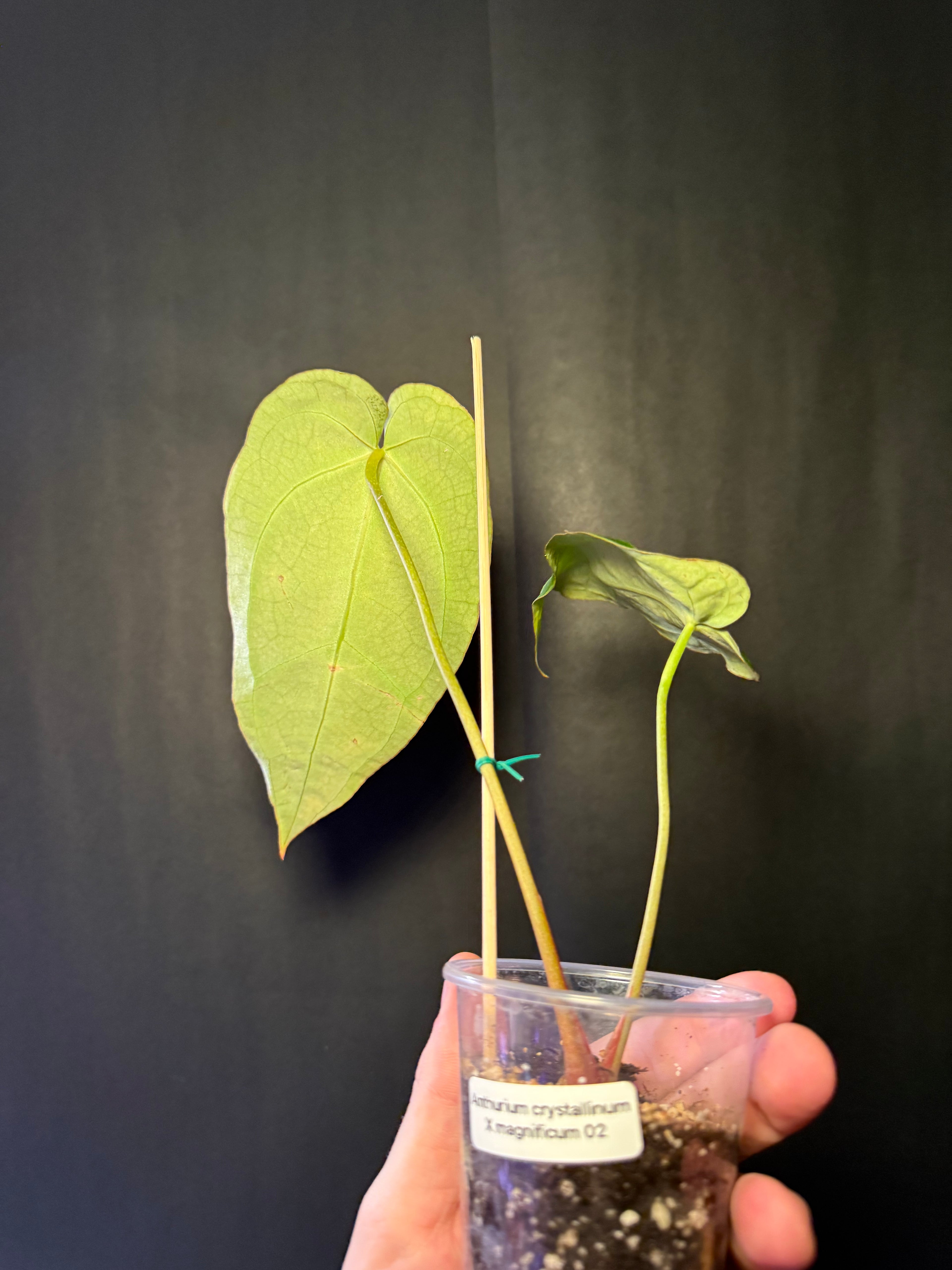 Anthurium crystallinum X Magnificum 02