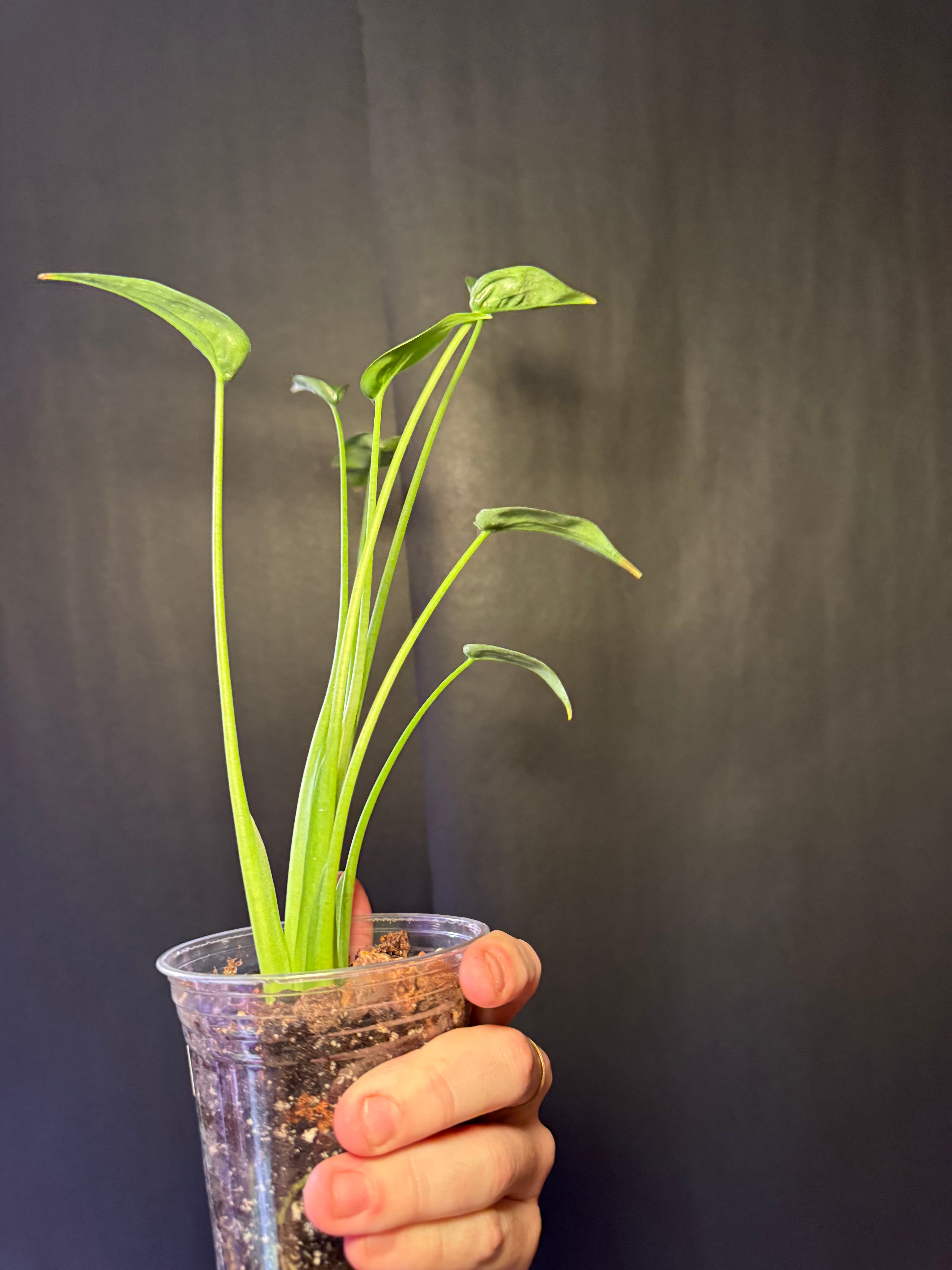 Alocasia tiny dancer