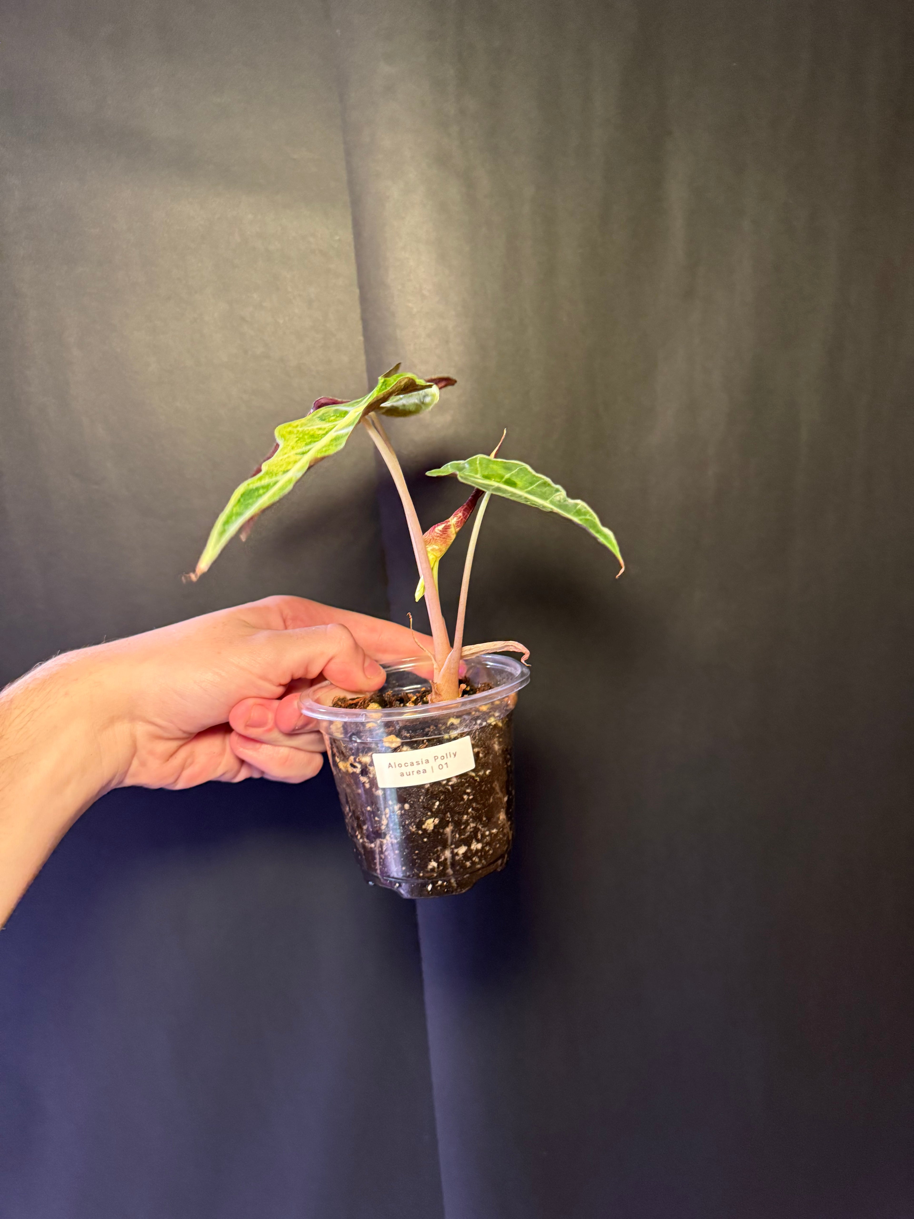 Alocasia Polly aurea