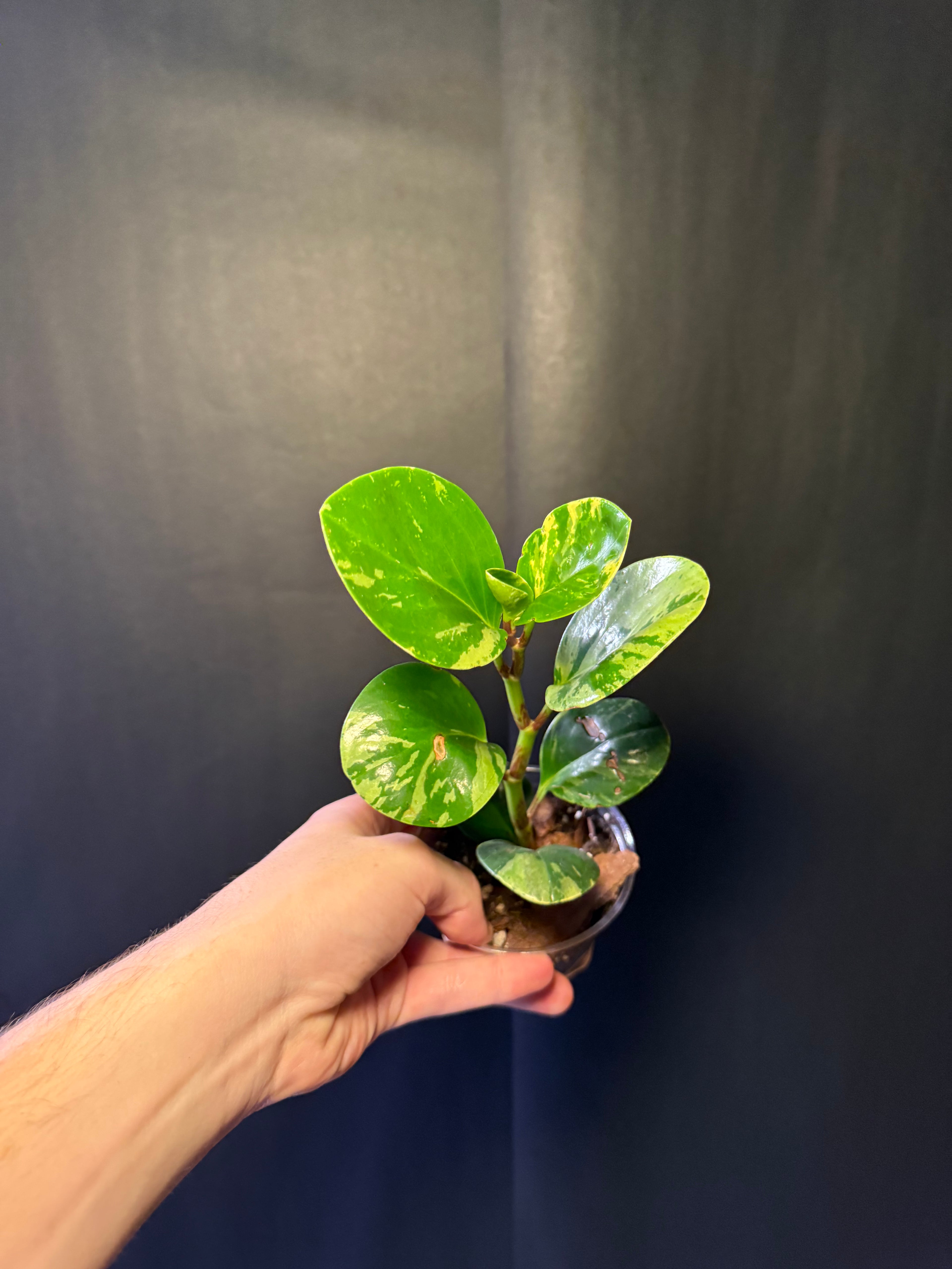 Peperomia obtusifolia 'Marble'