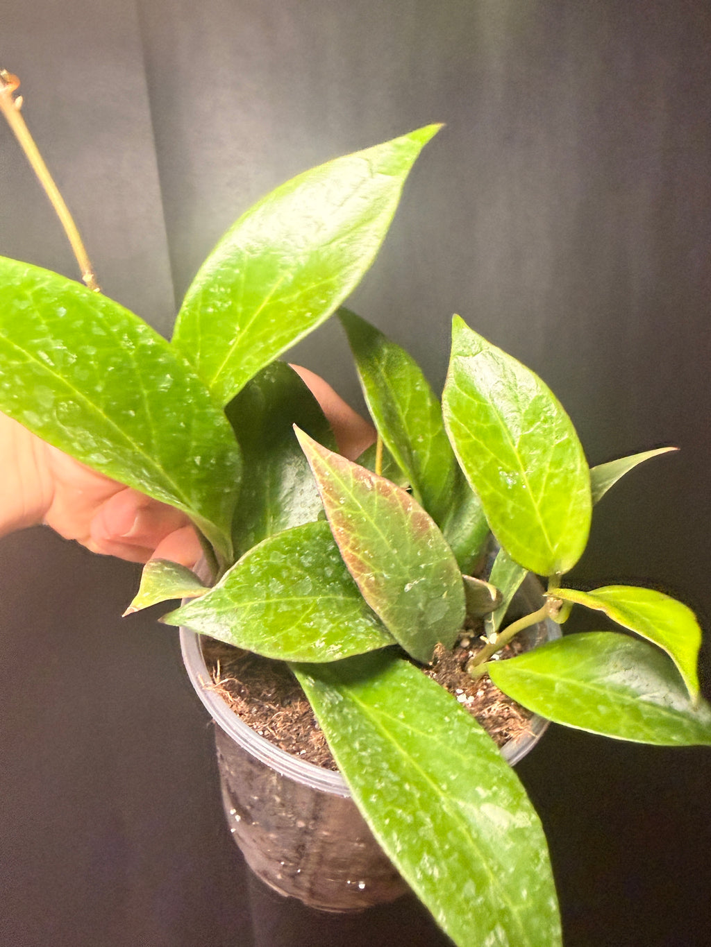 3" Hoya 'sunrise' STARTER