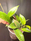 3" Hoya 'sunrise' STARTER