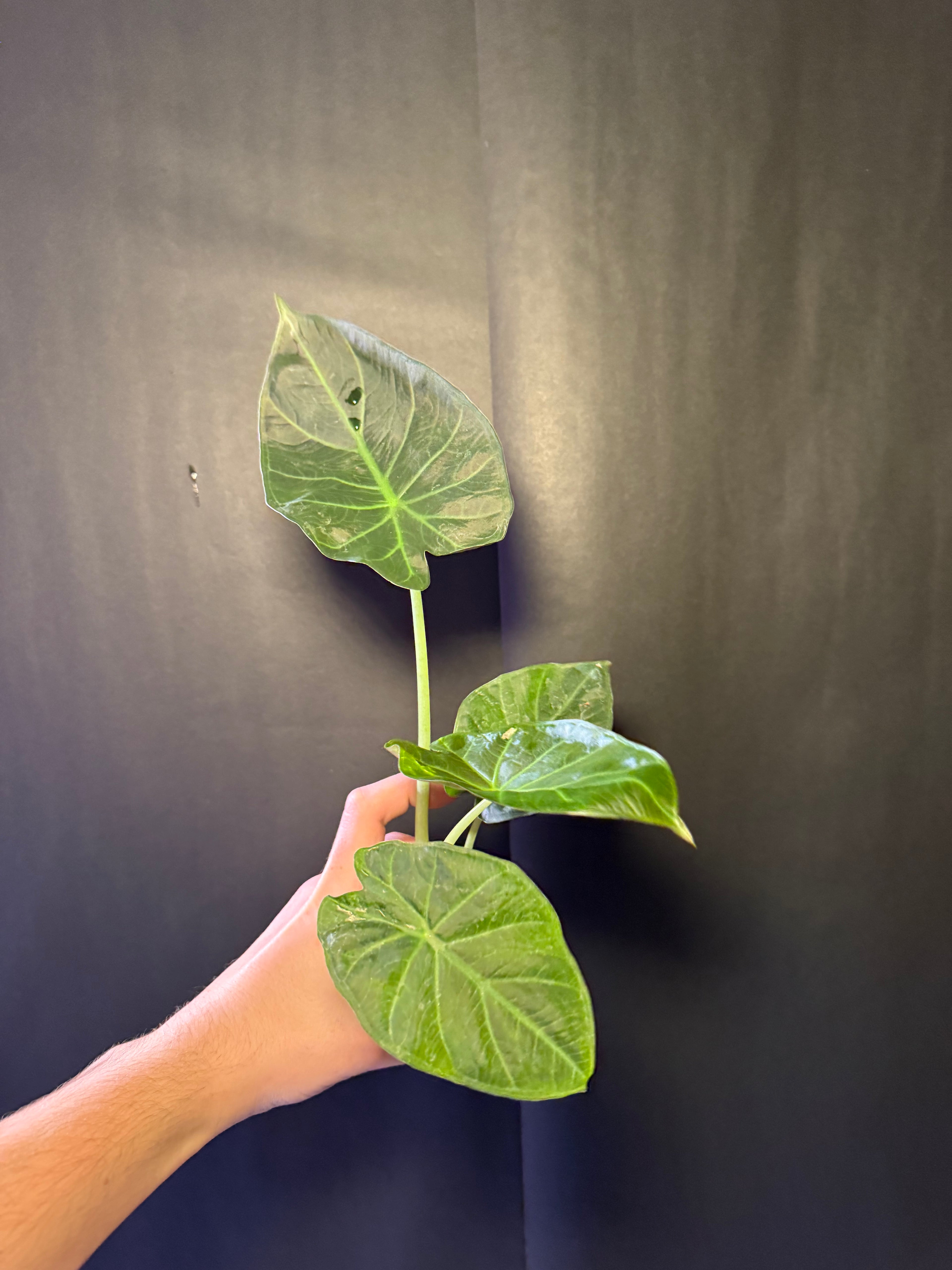 Alocasia regal shield