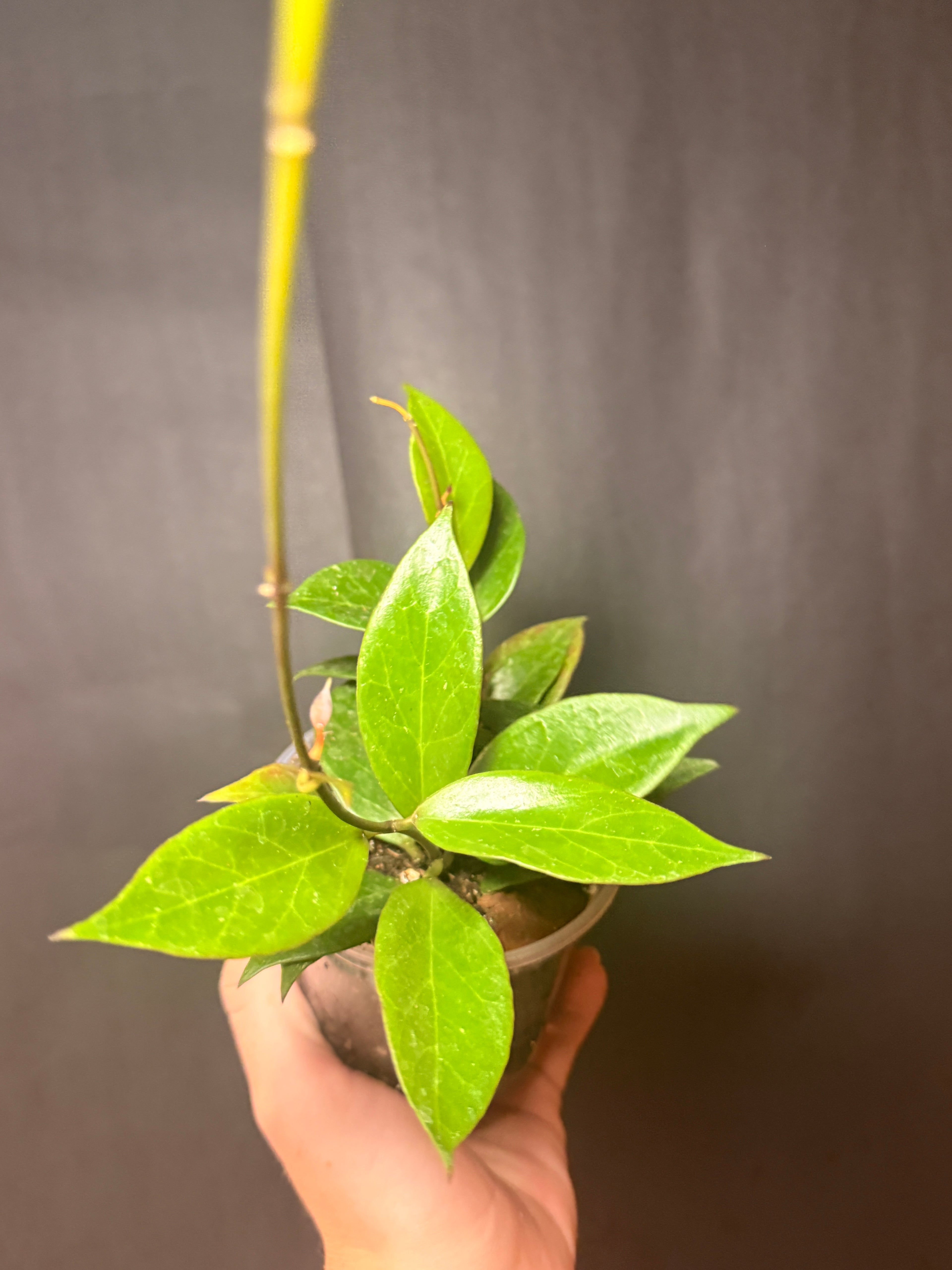 4” Hoya sunrise