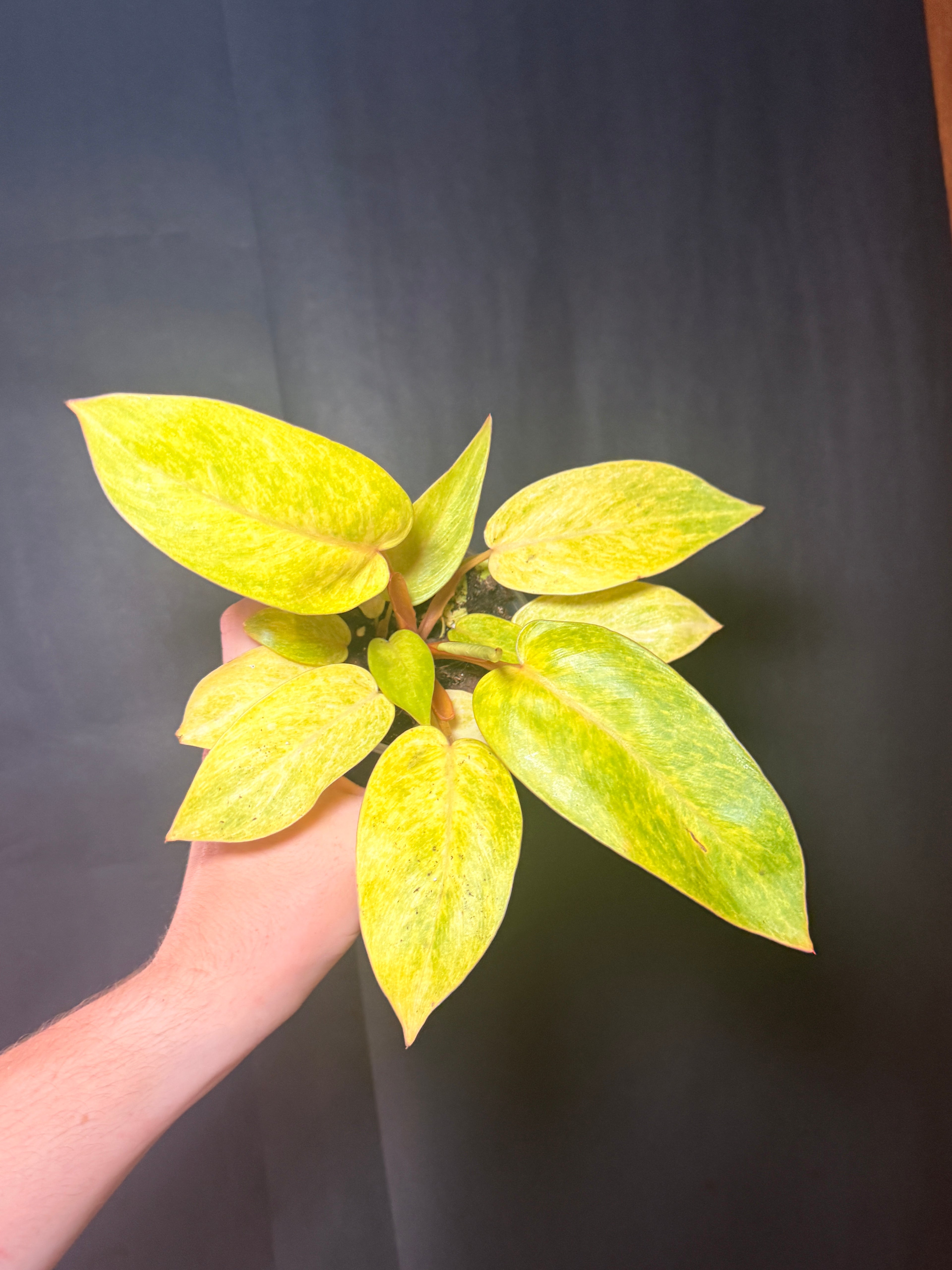 4” Painted Lady Philodendron
