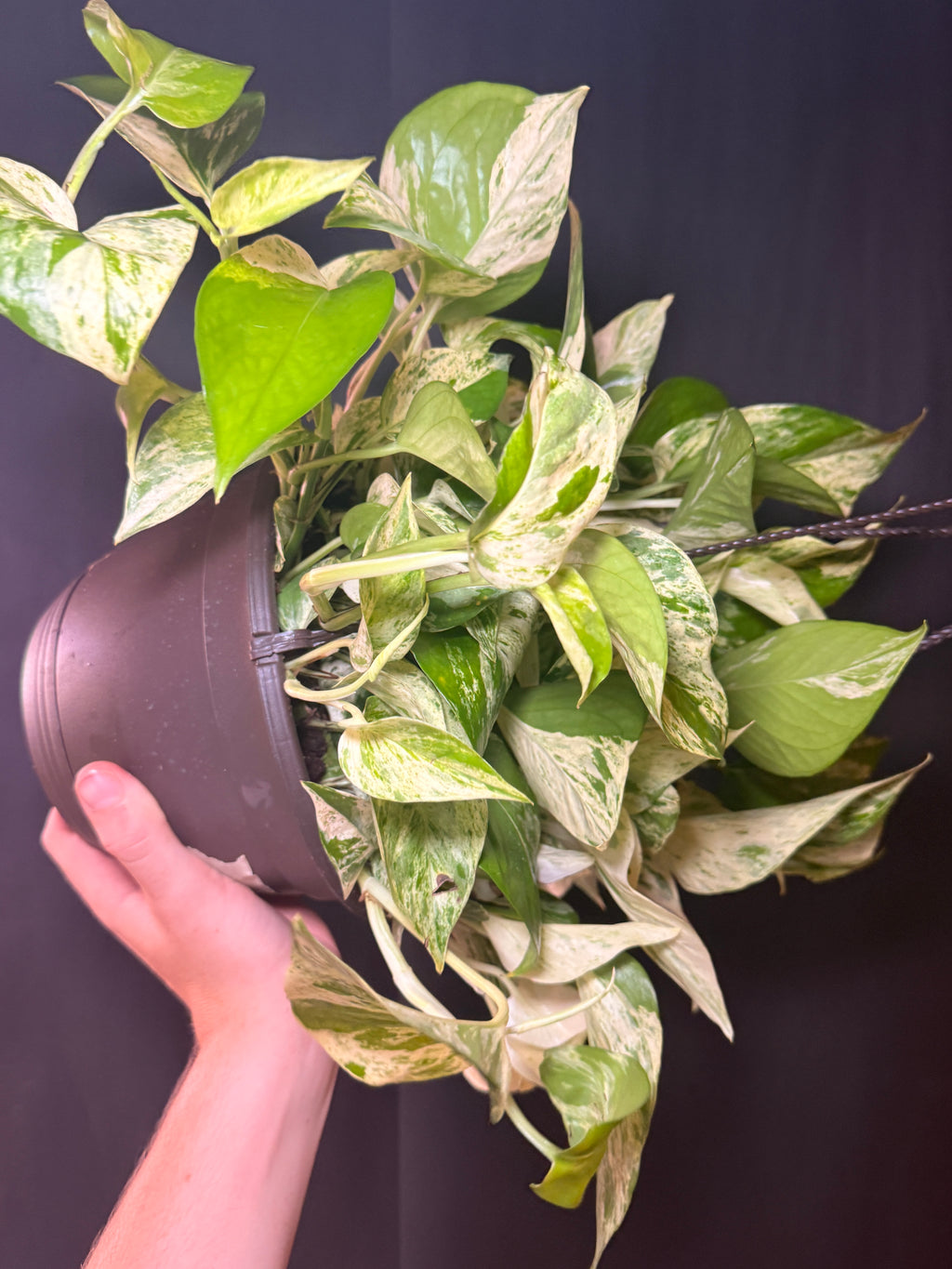 8” Marble queen pothos HB