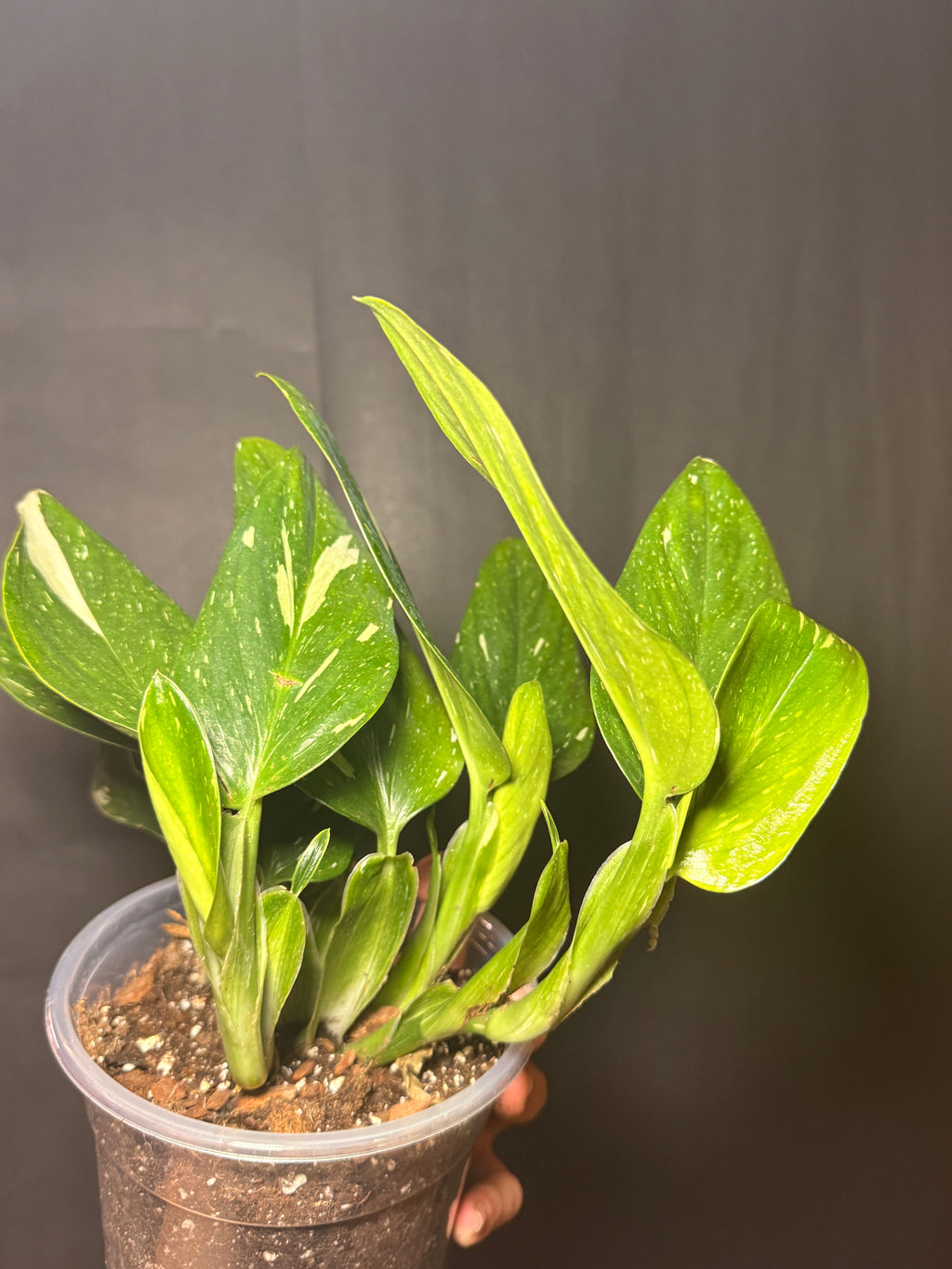 6” Monstera Cobra