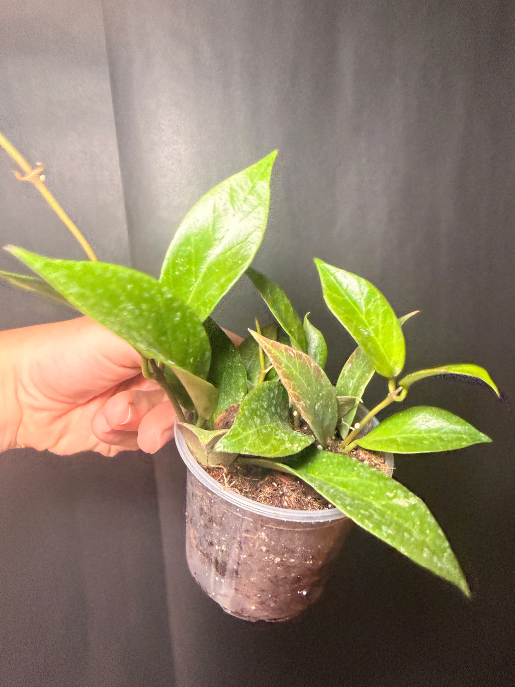 3" Hoya 'sunrise' STARTER