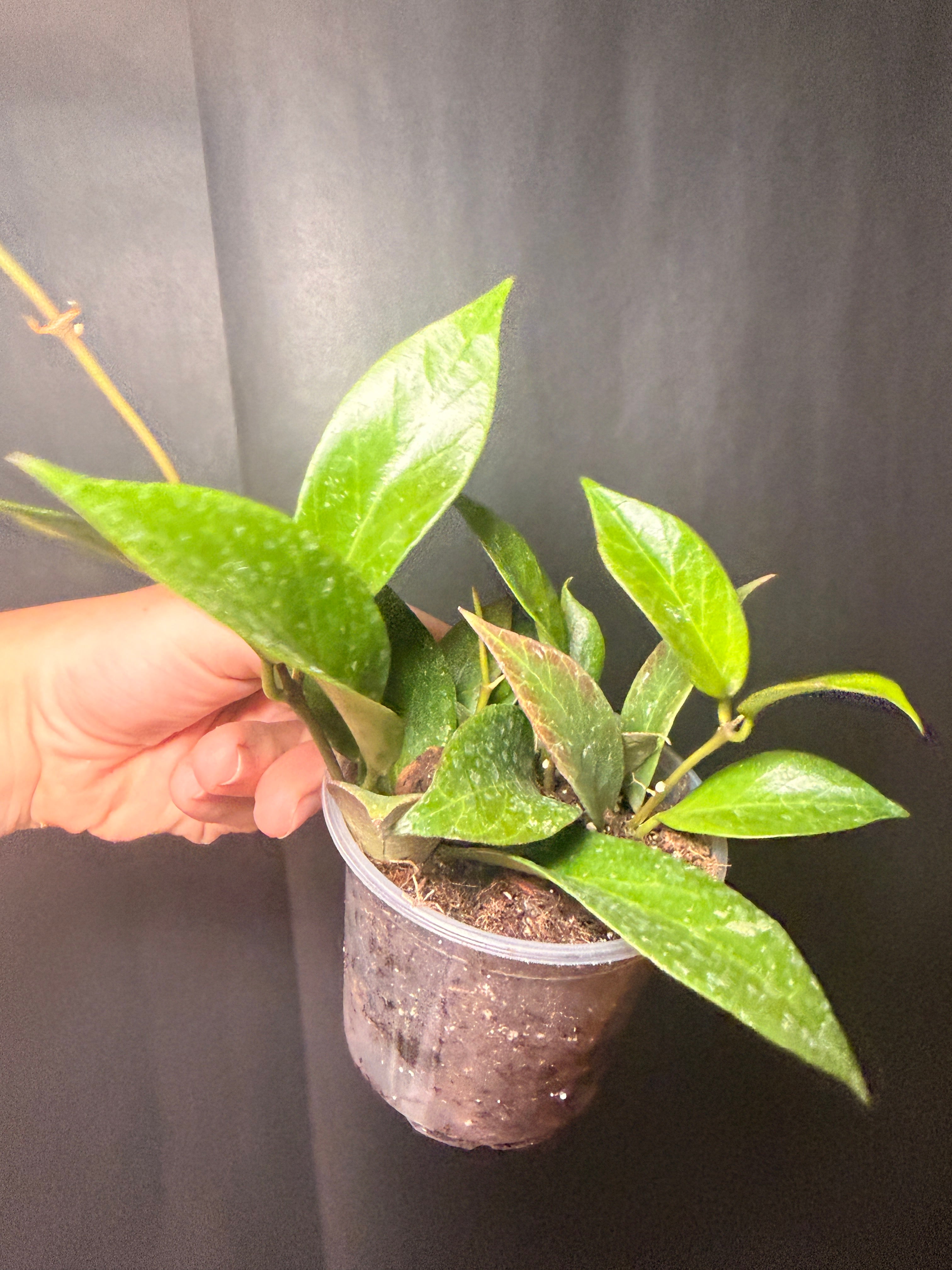 3" Hoya 'sunrise' STARTER