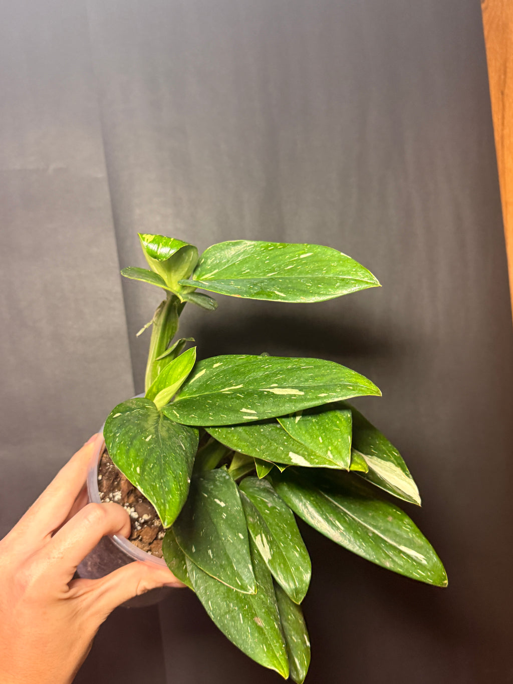 6” Monstera Cobra