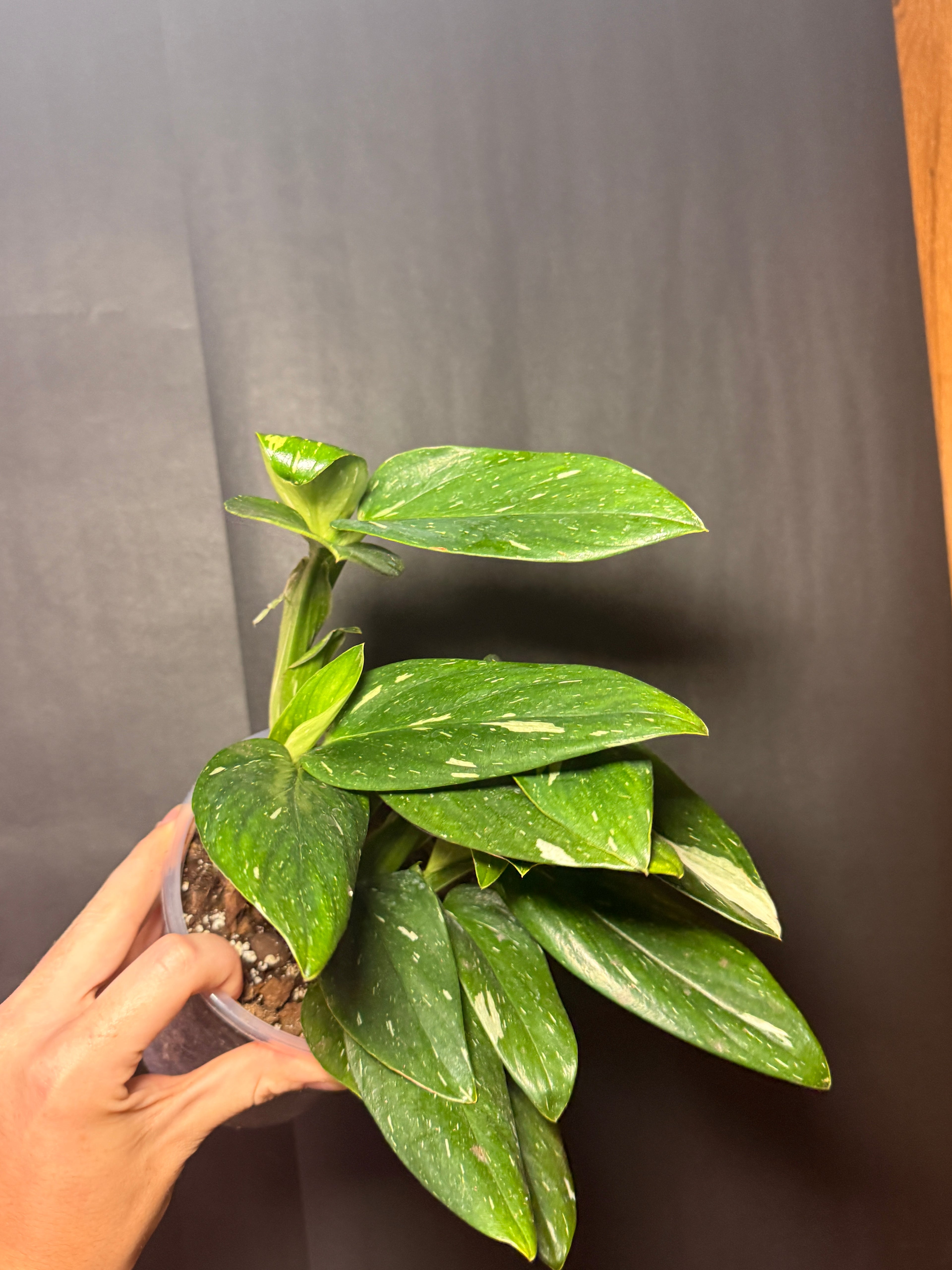 6” Monstera Cobra