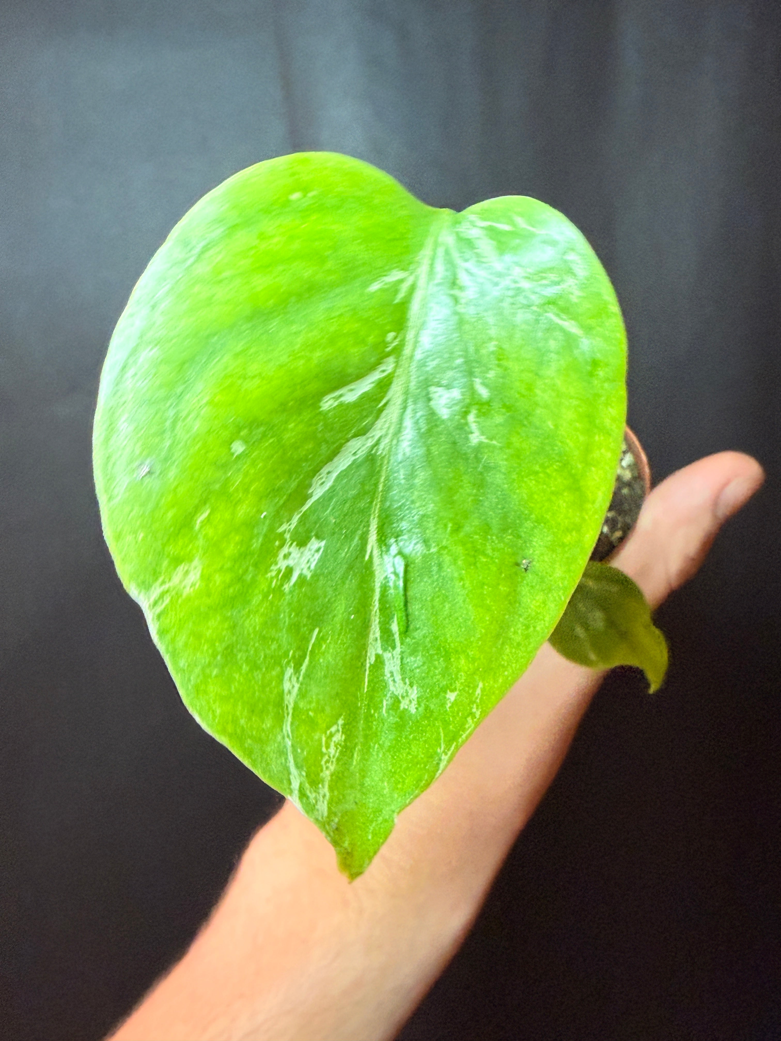 2” monstera bulbasaur