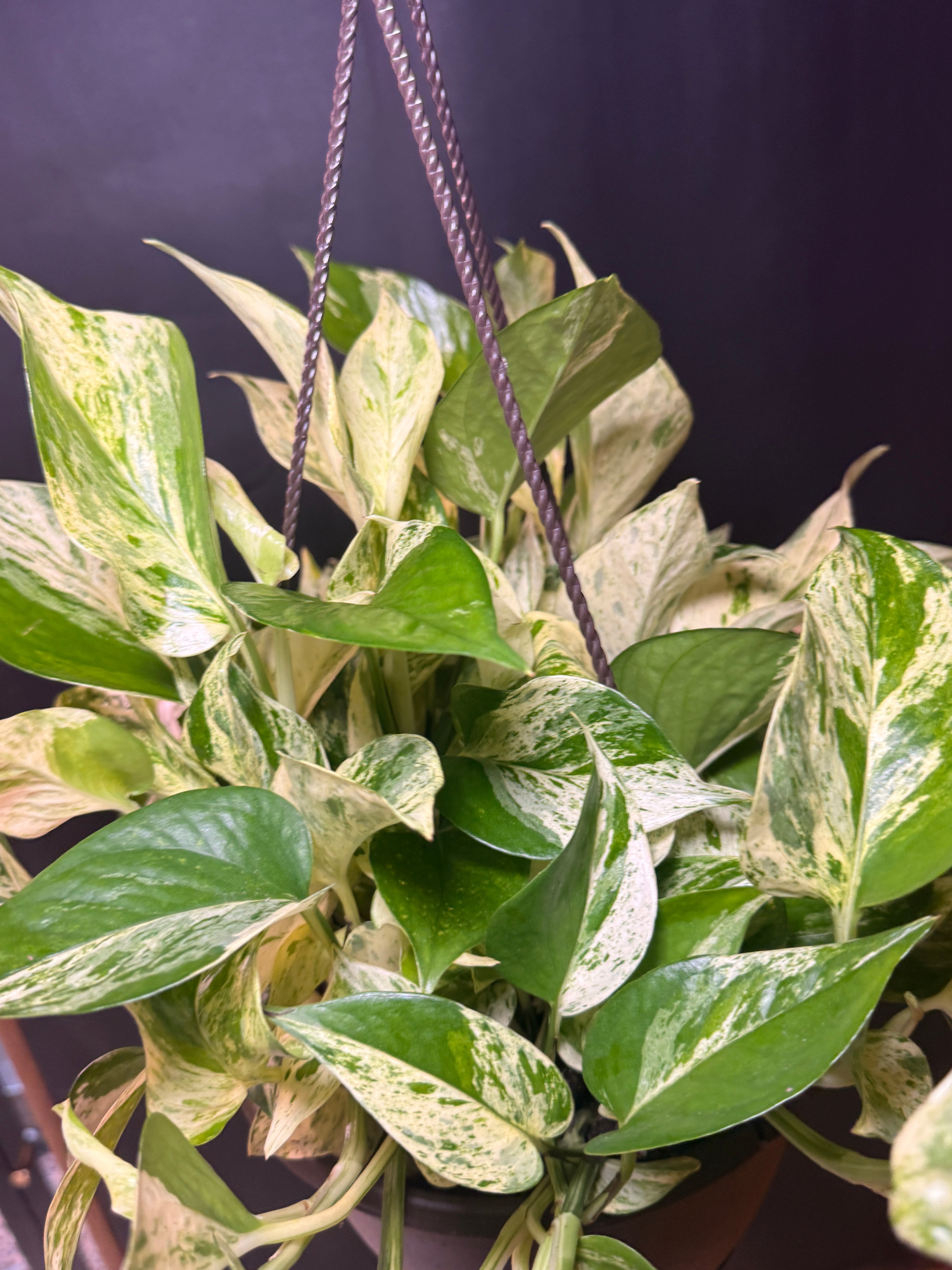 8” Marble queen pothos HB