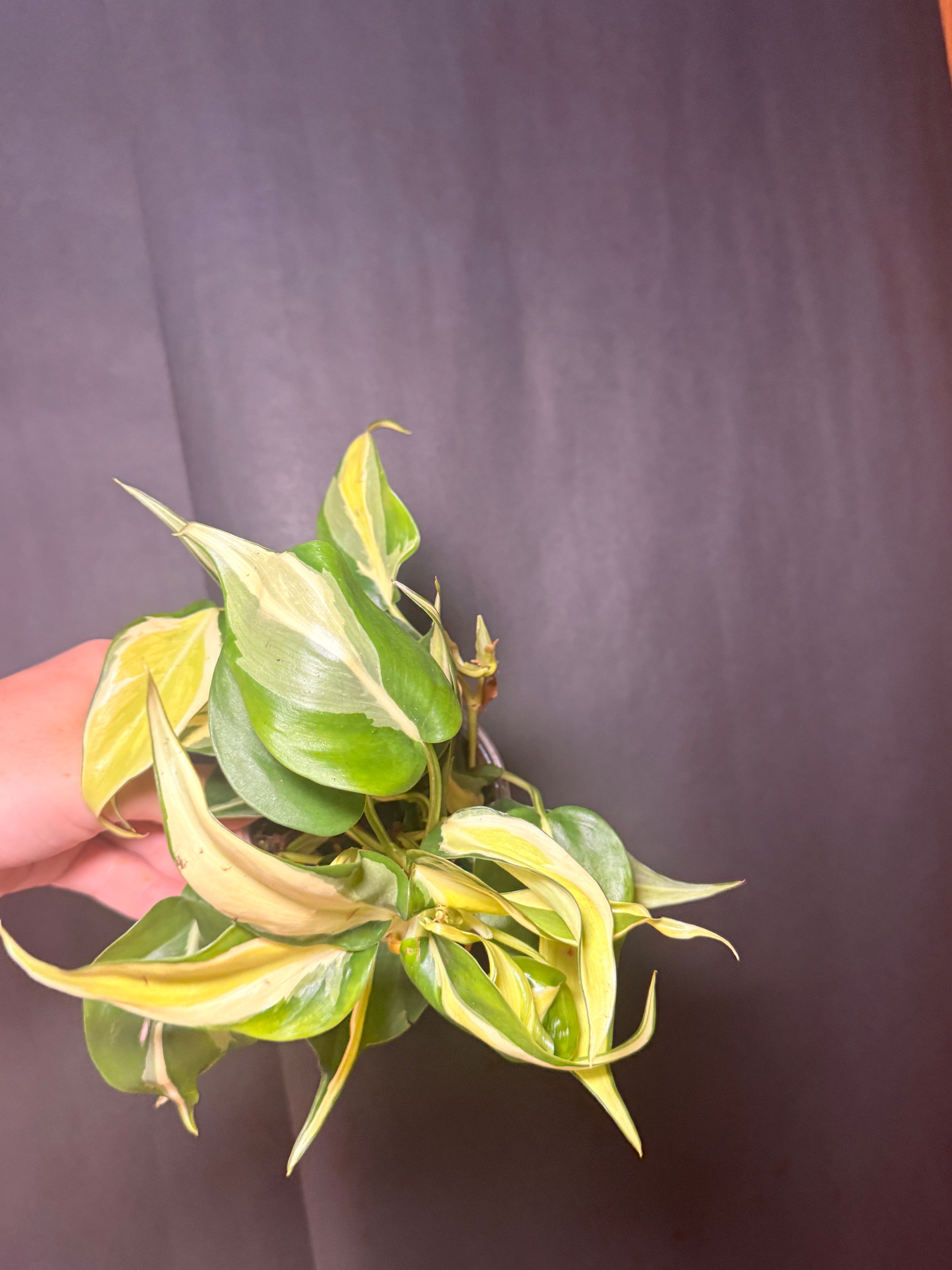 4" Philodendron 'silver Stripe'