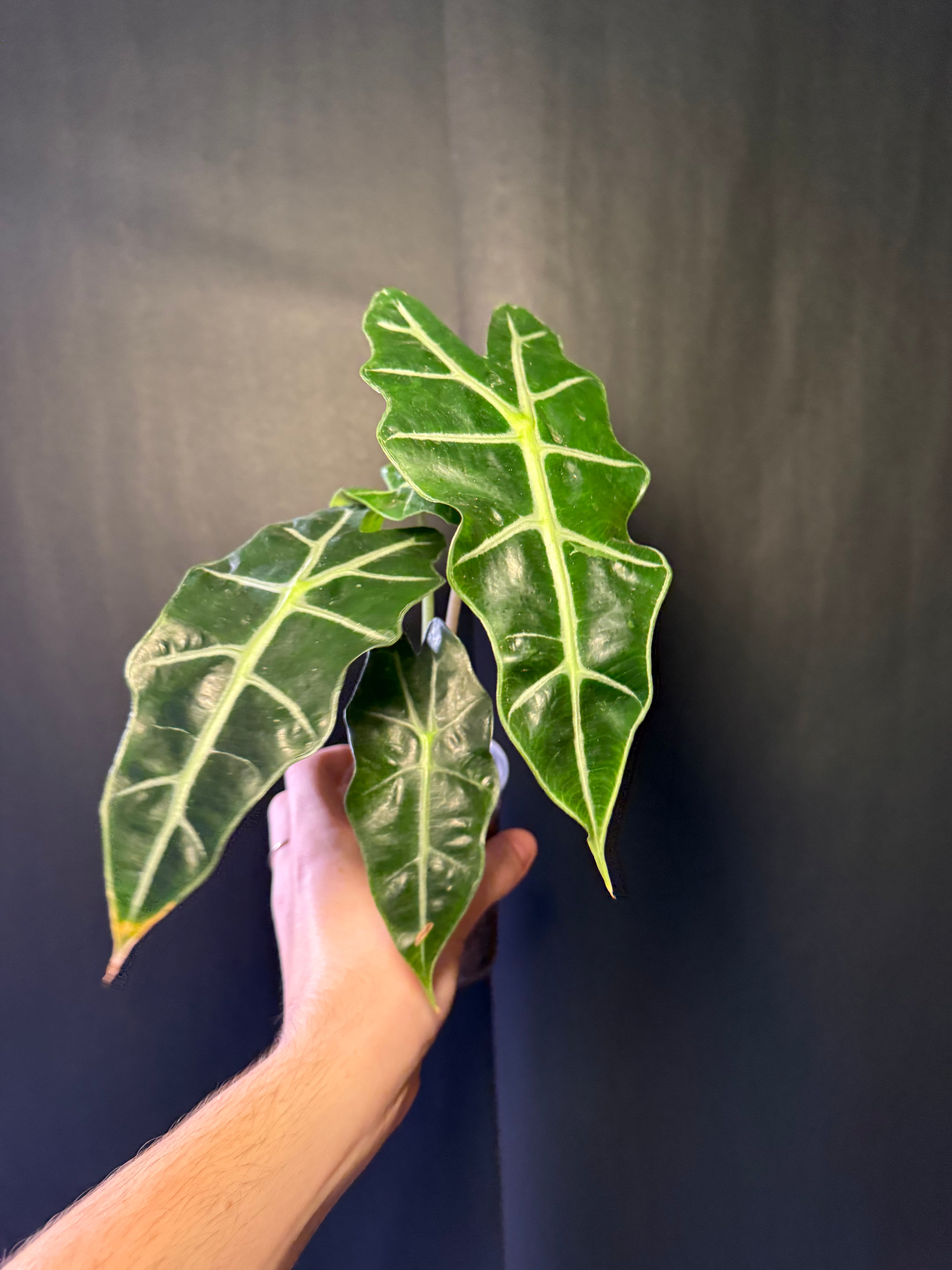 Alocasia Polly