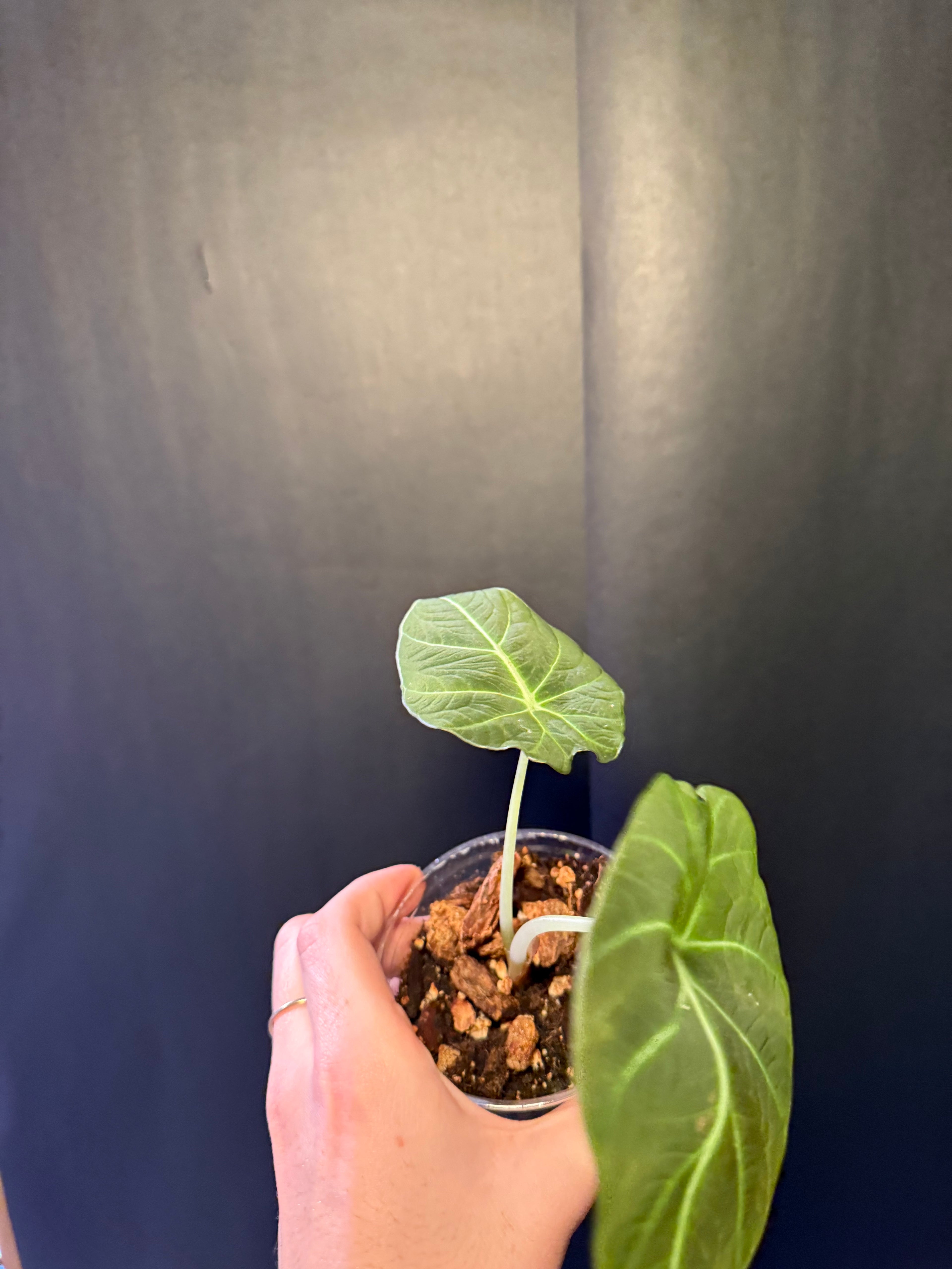 Alocasia (NO ID)