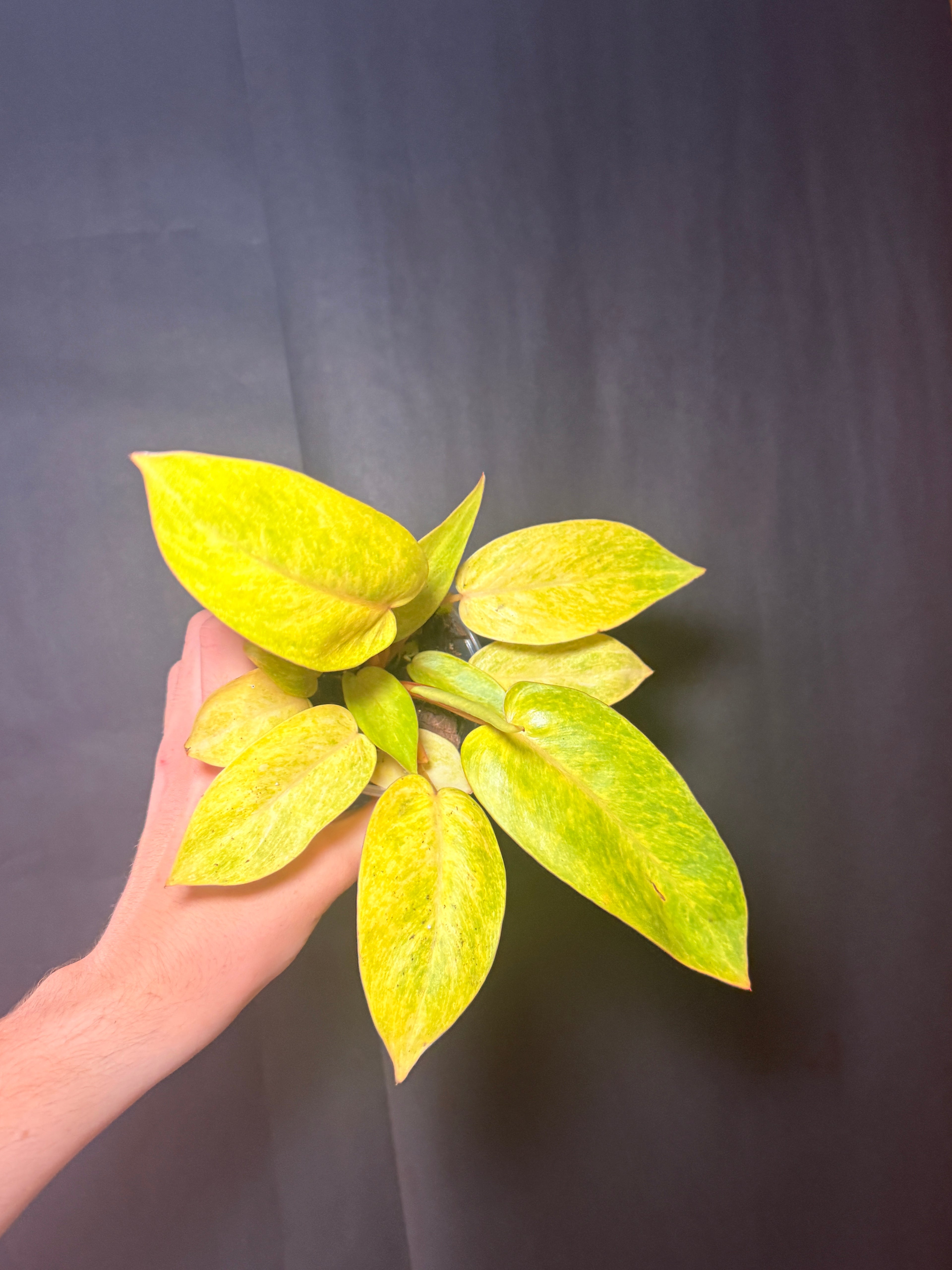 4” Painted Lady Philodendron