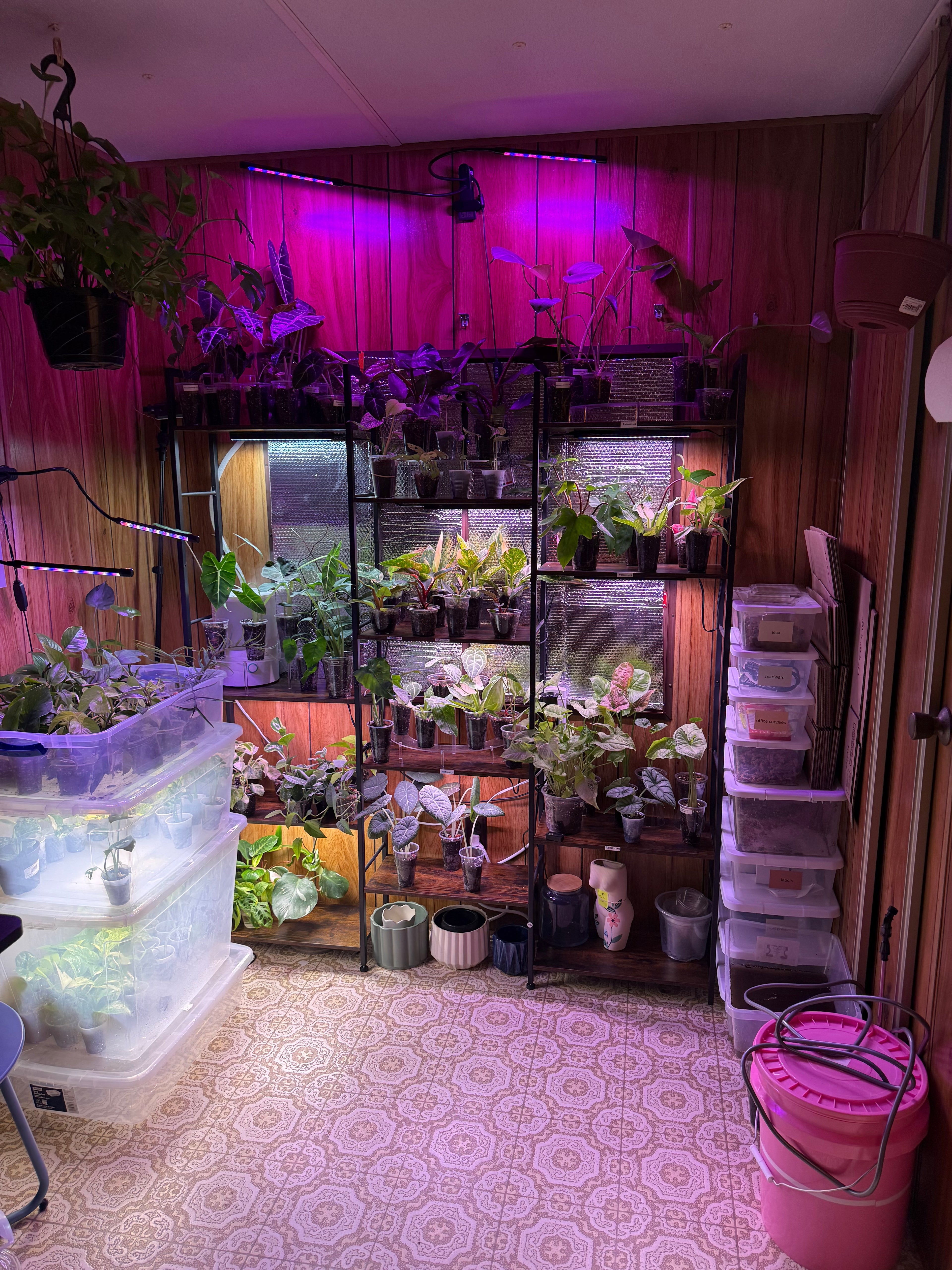 Jesse’s choice (PLANT MYSTERY)