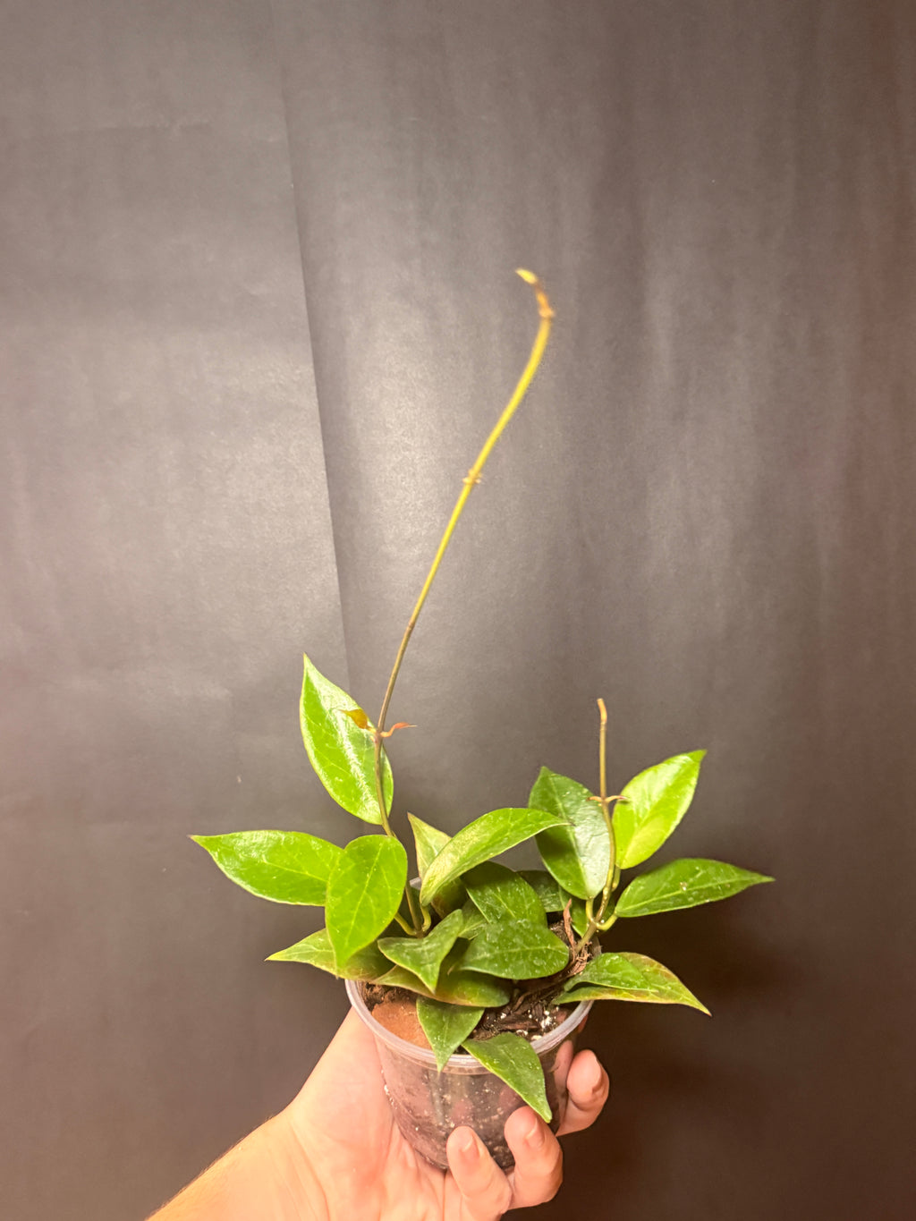 4” Hoya sunrise
